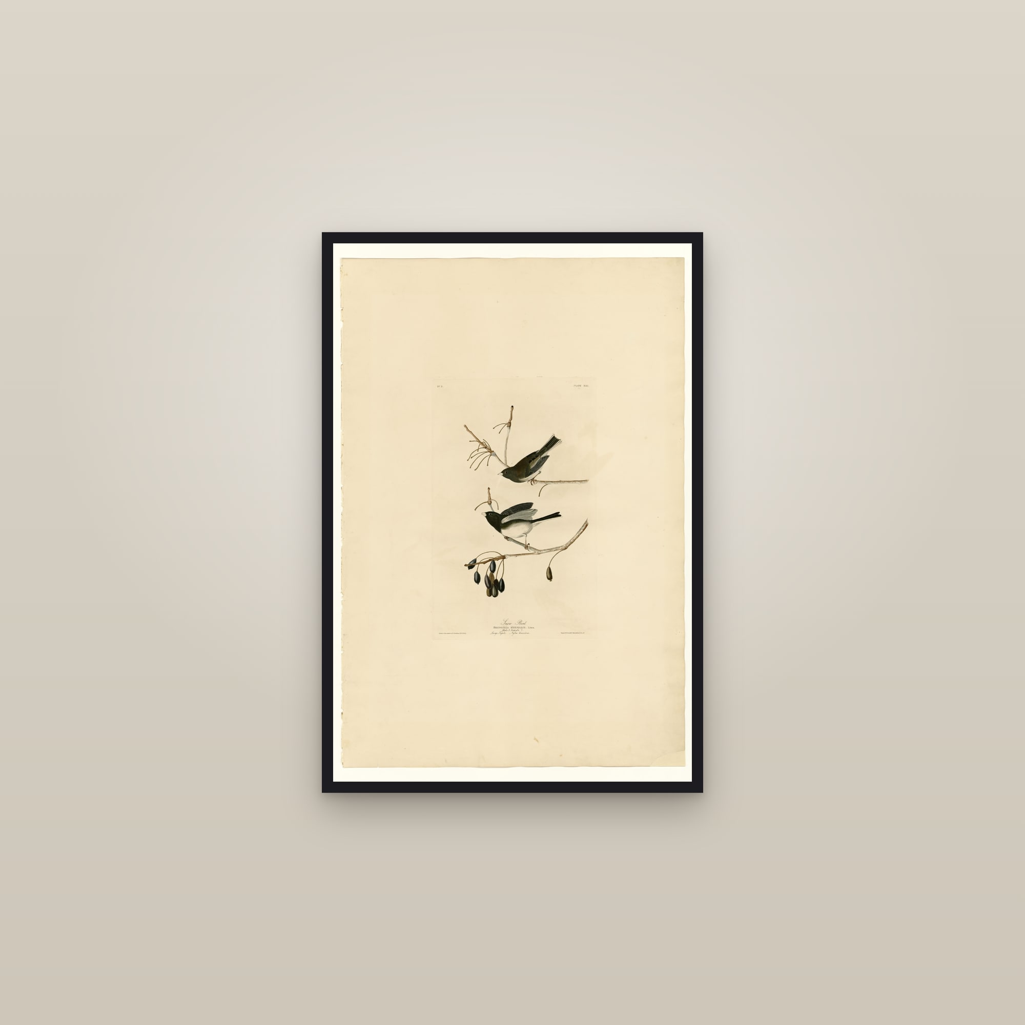 Snow Bird — framed in a gallery setting