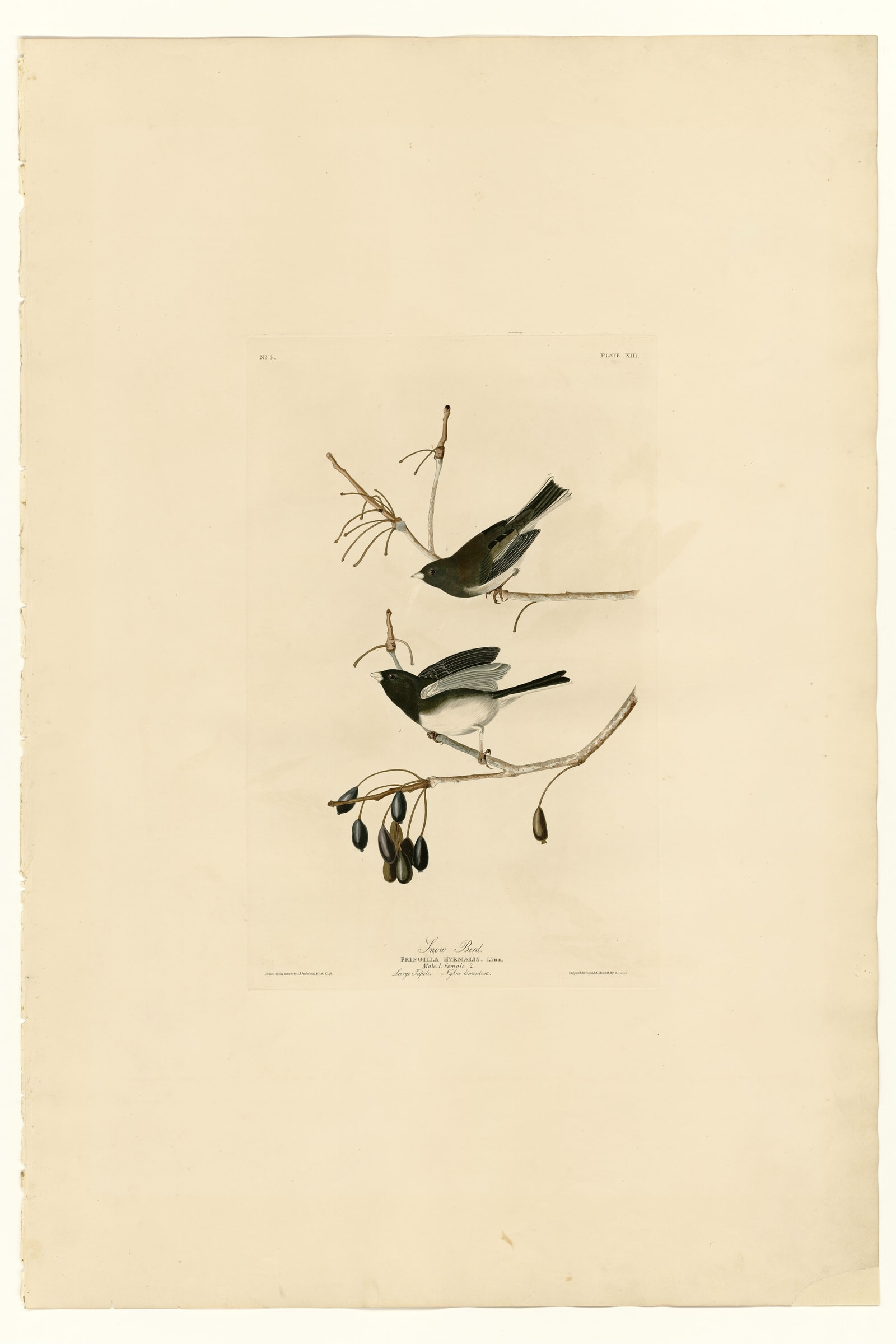 Snow Bird