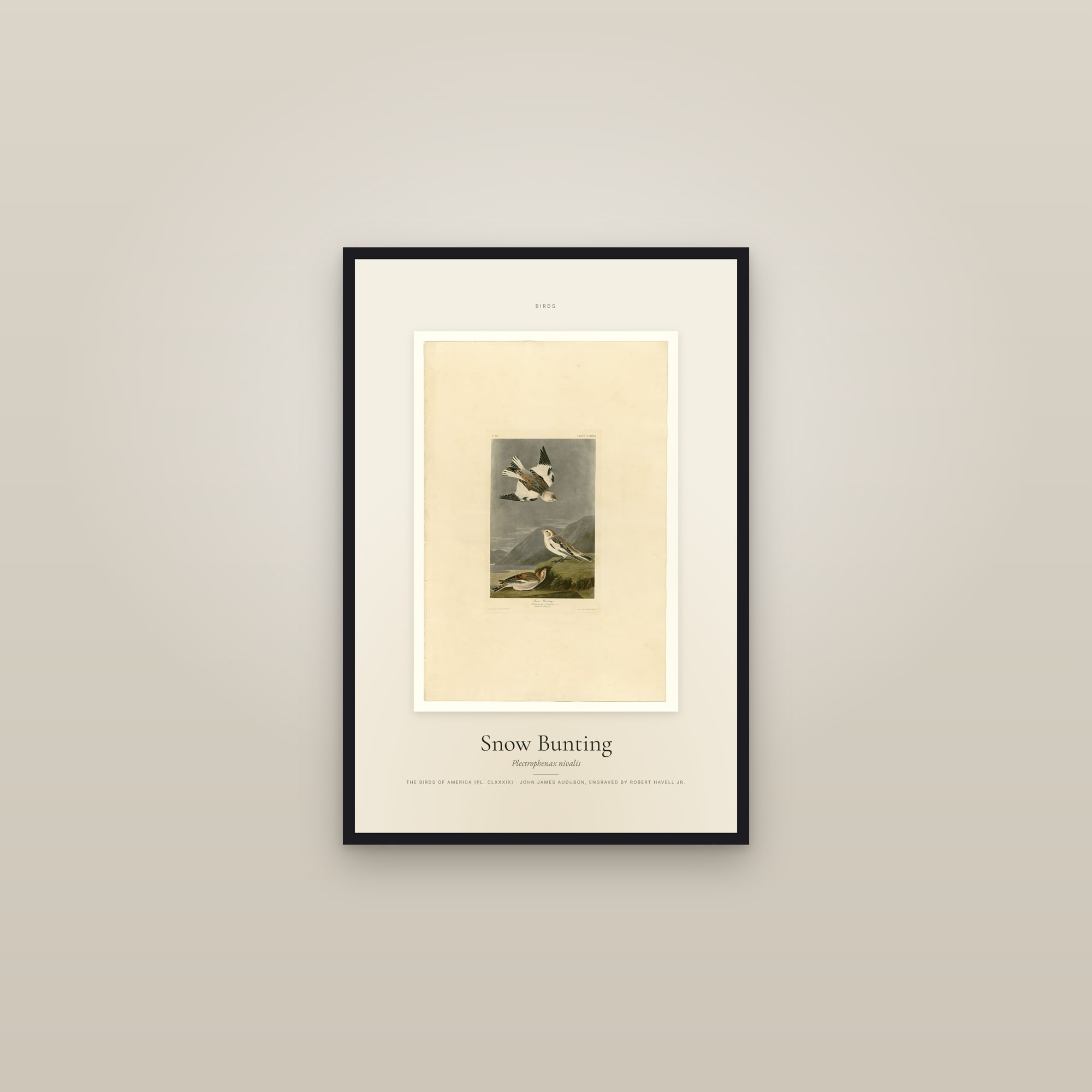 Snow Bunting — Specimen — framed in a gallery setting