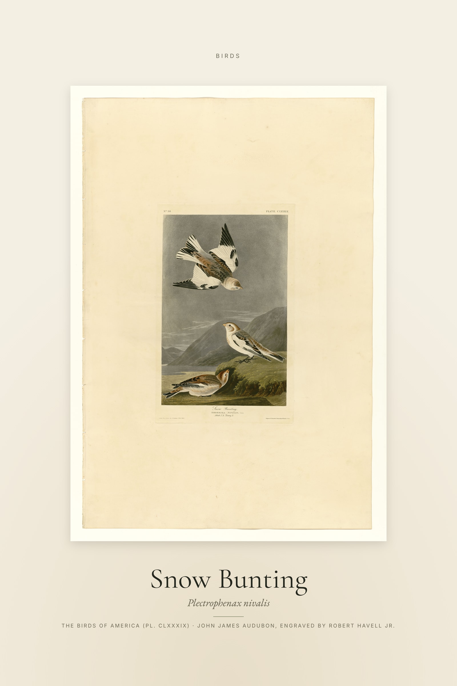 Snow Bunting — Specimen