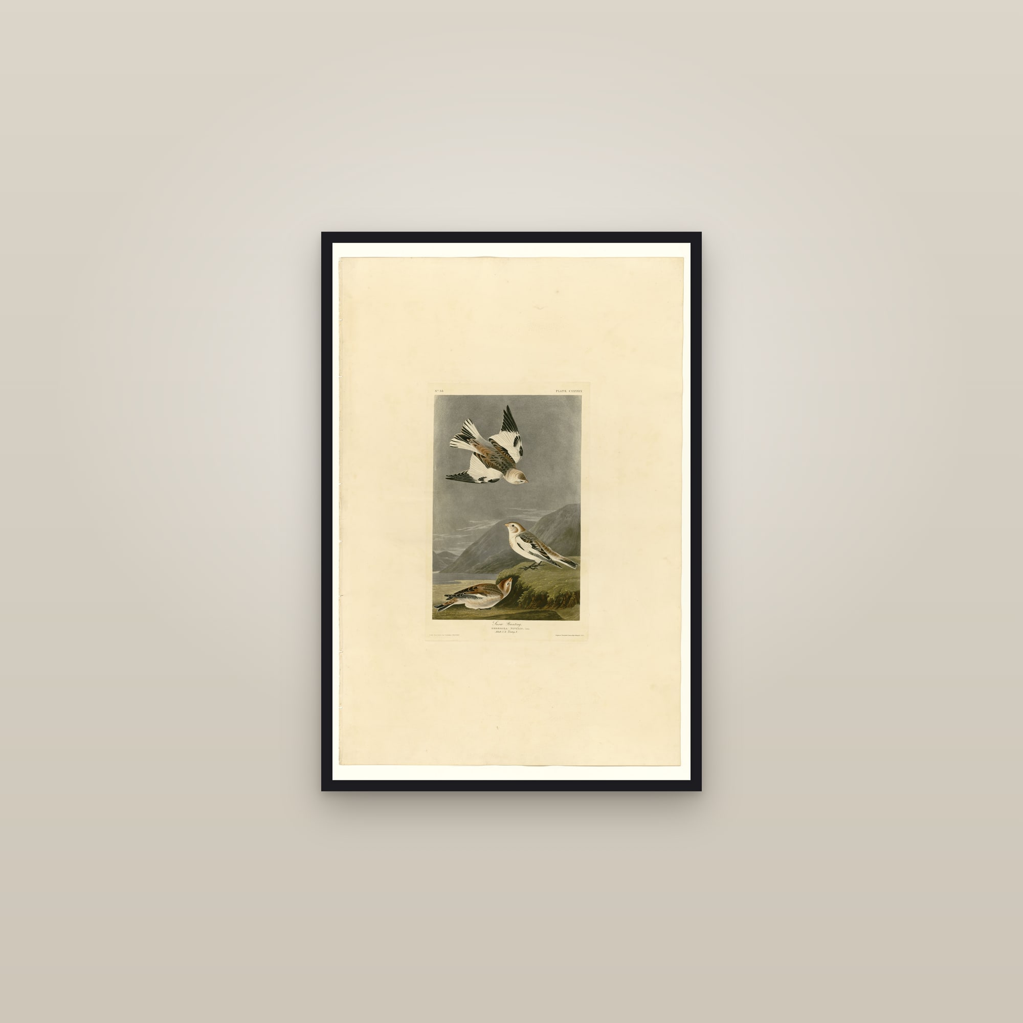 Snow Bunting — framed in a gallery setting