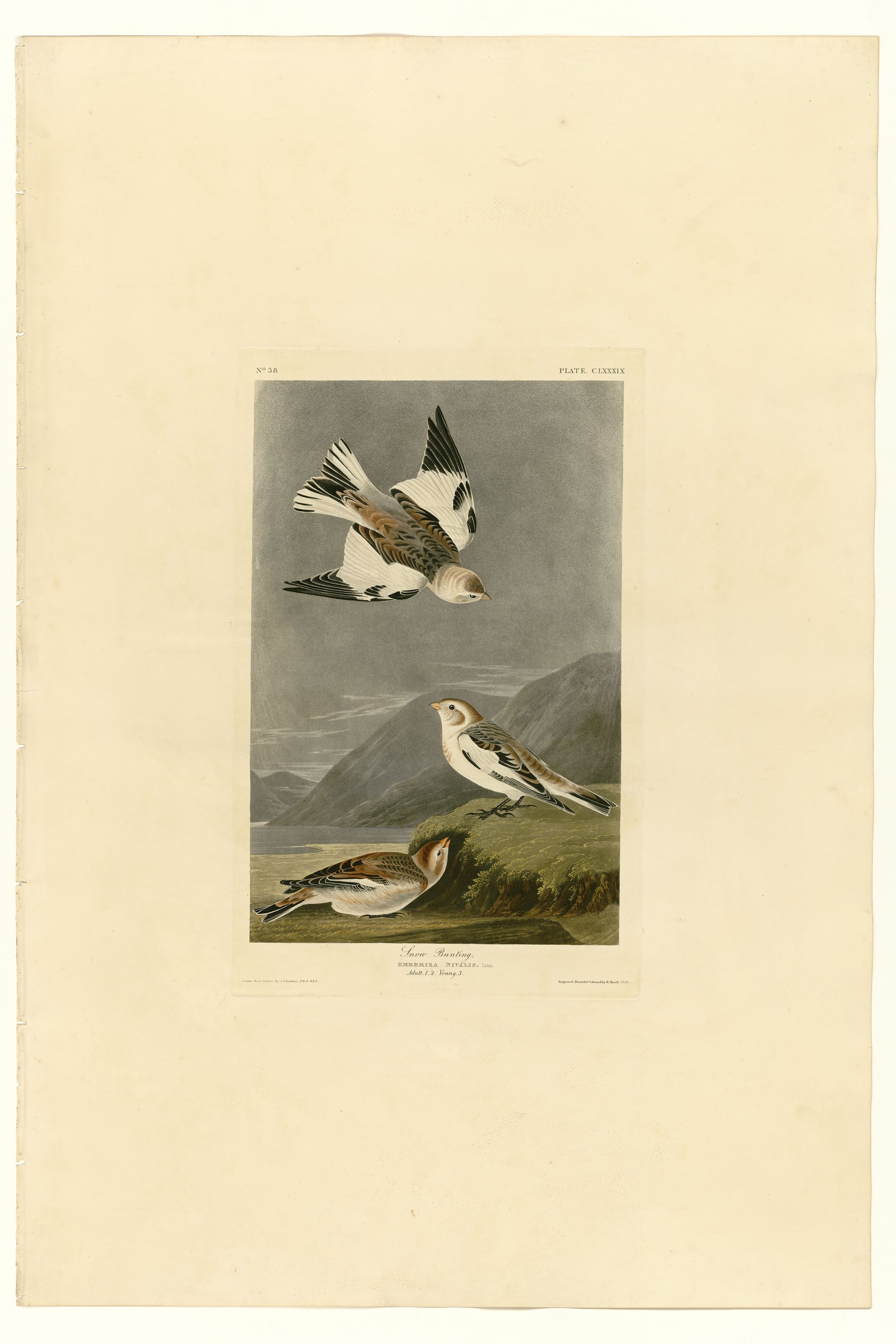 Snow Bunting
