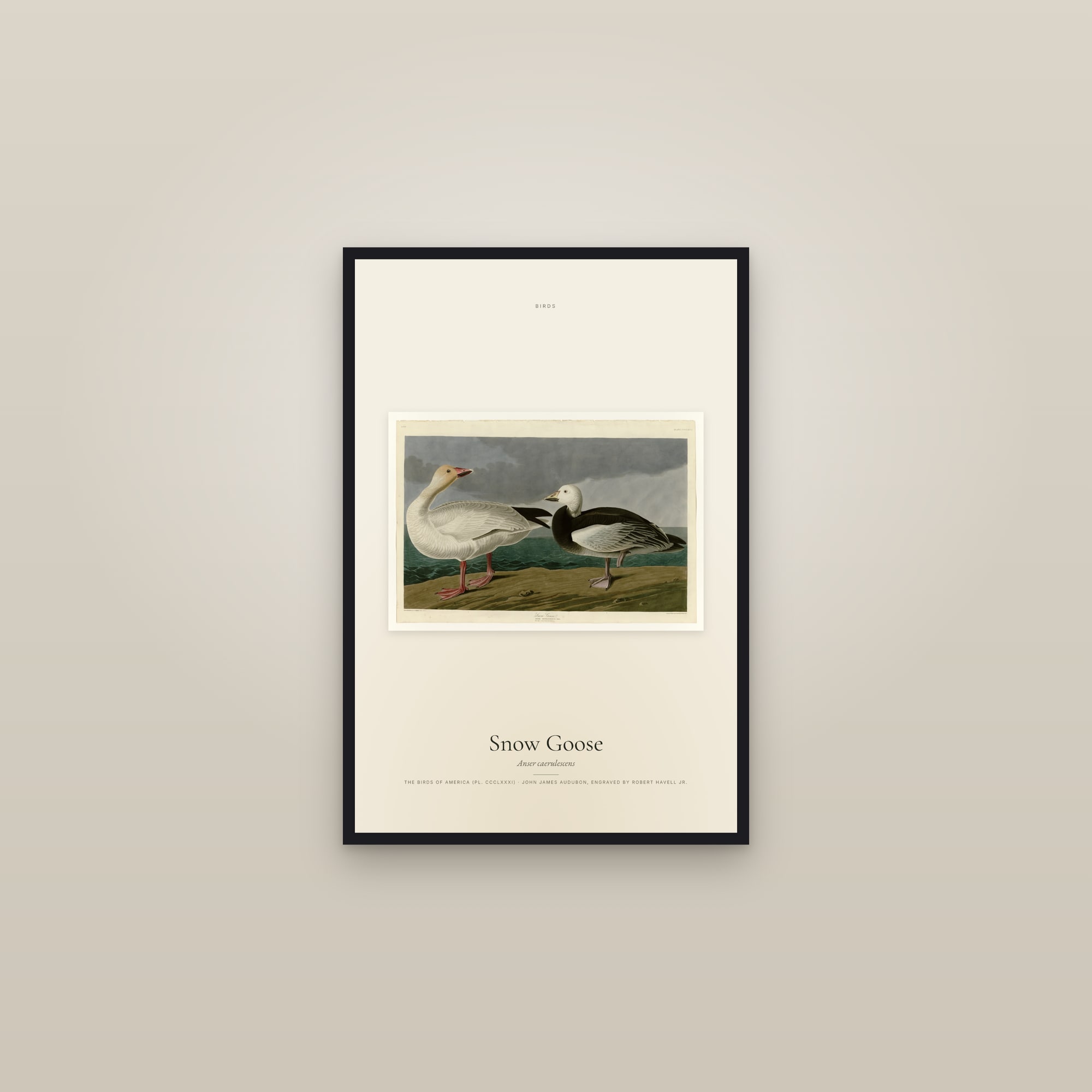 Snow Goose — framed in a gallery setting