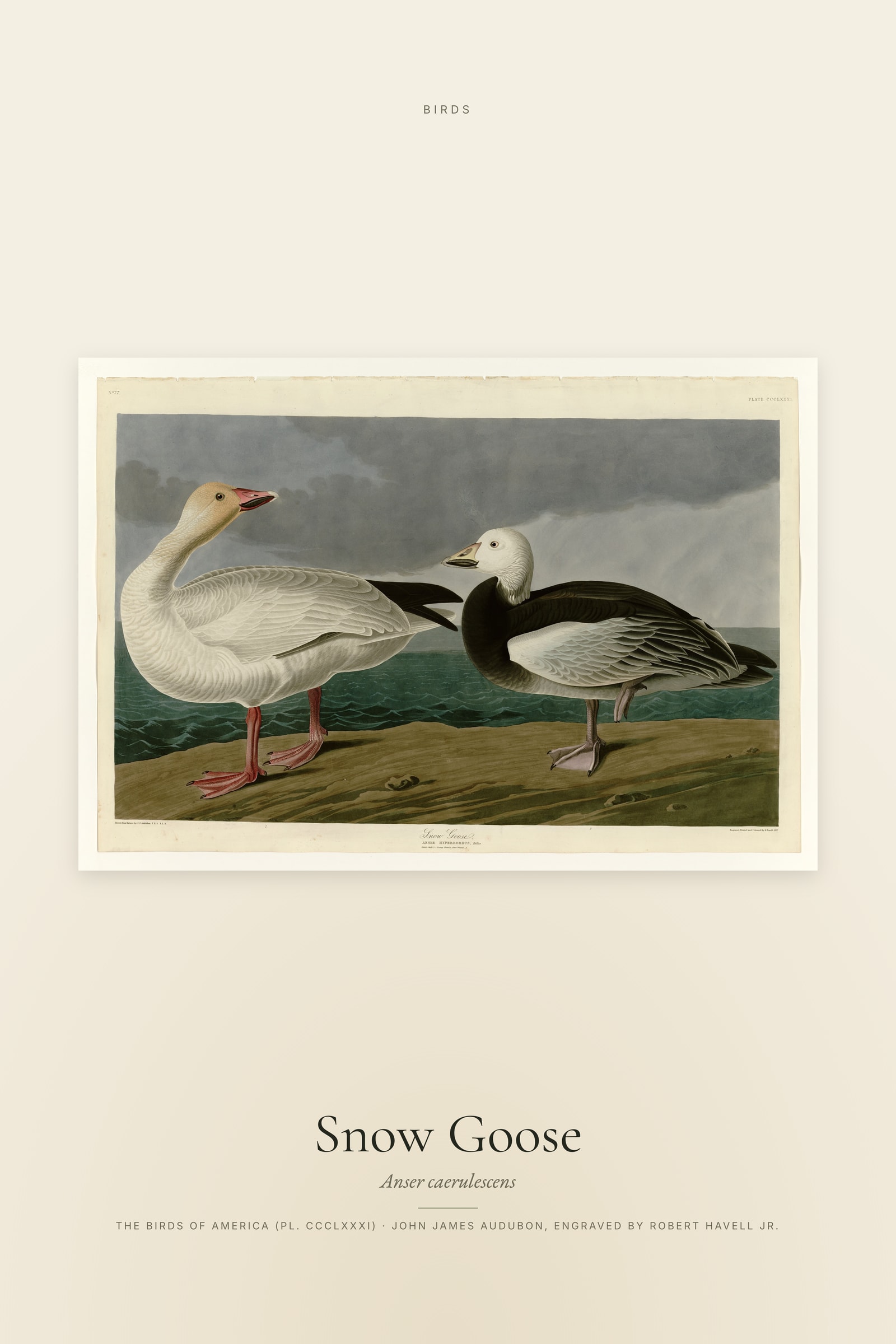 Snow Goose