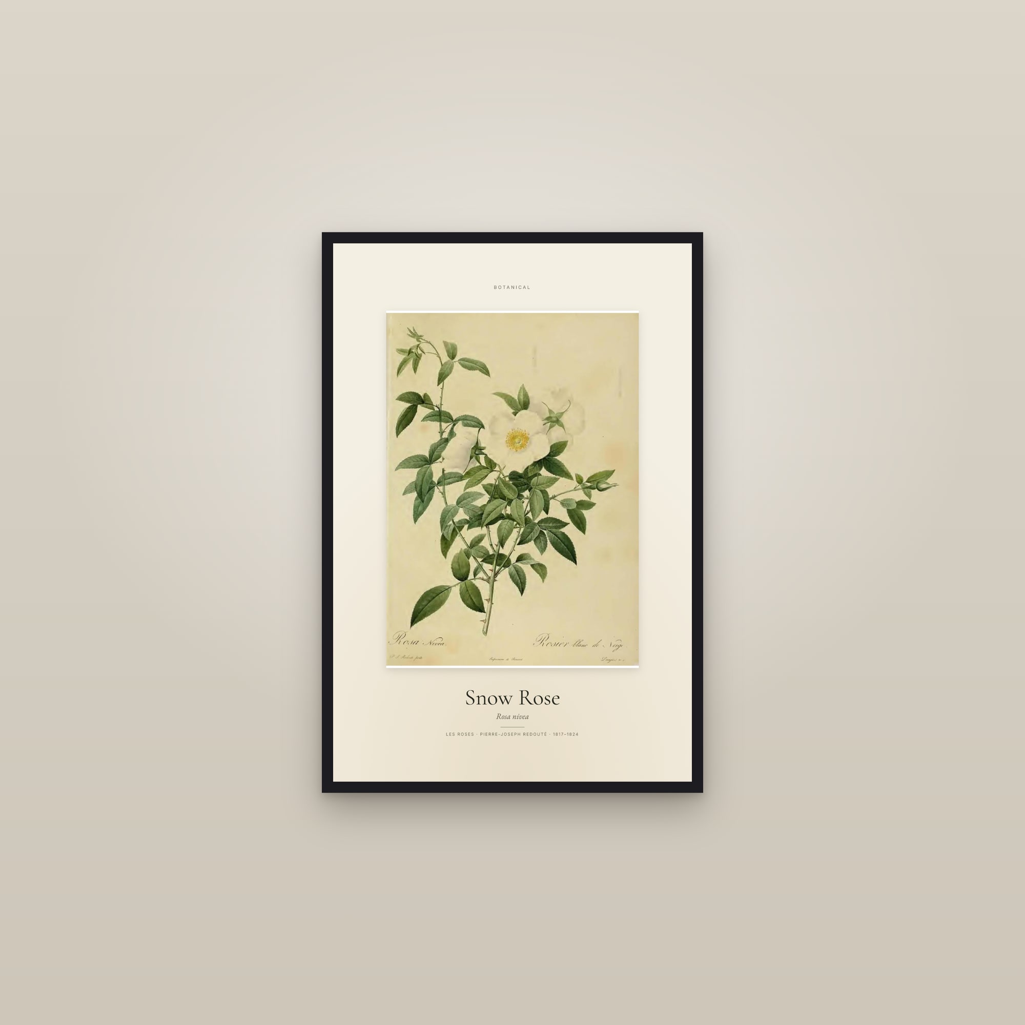 Snow Rose — Specimen — framed in a gallery setting