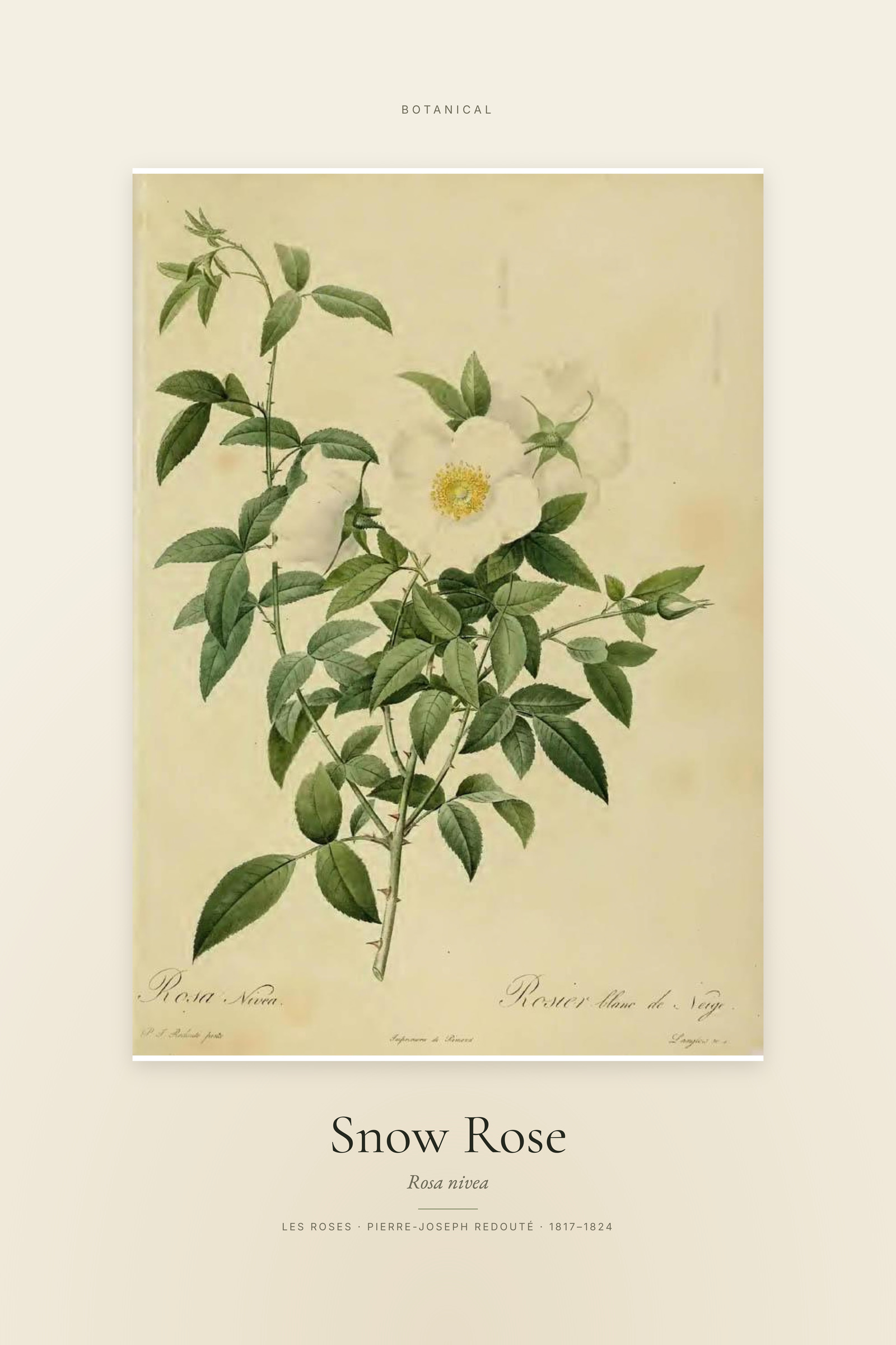 Snow Rose — Specimen