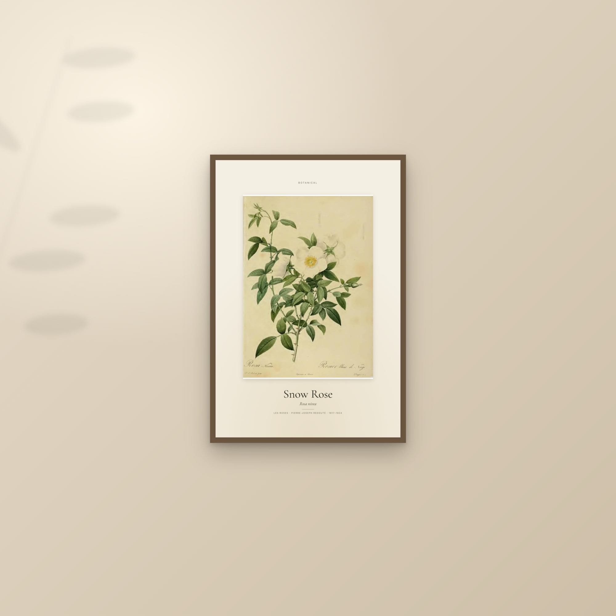 Snow Rose — Specimen — framed and styled on a sunlit wall