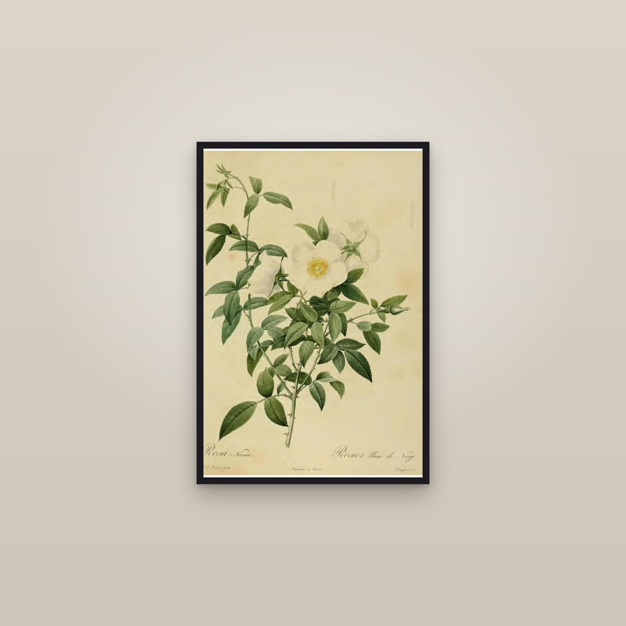 Snow Rose — framed in a gallery setting