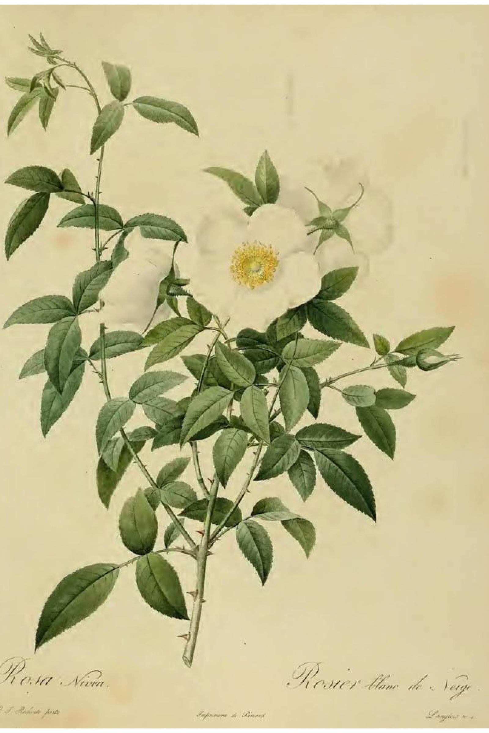 Snow Rose