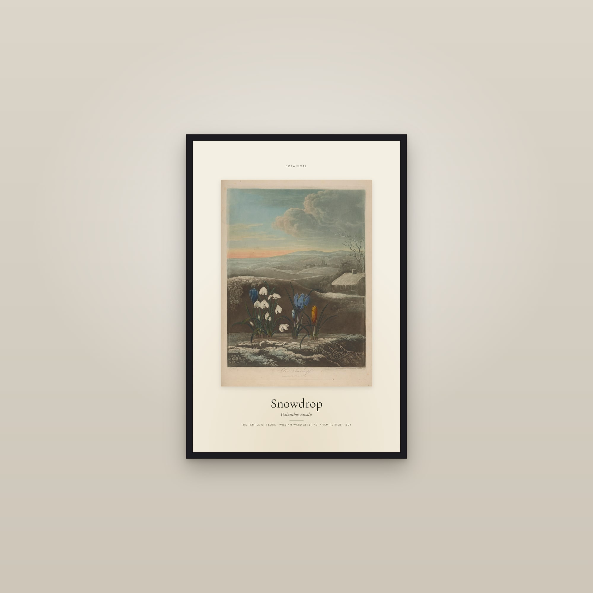 Snowdrop — Specimen — framed in a gallery setting