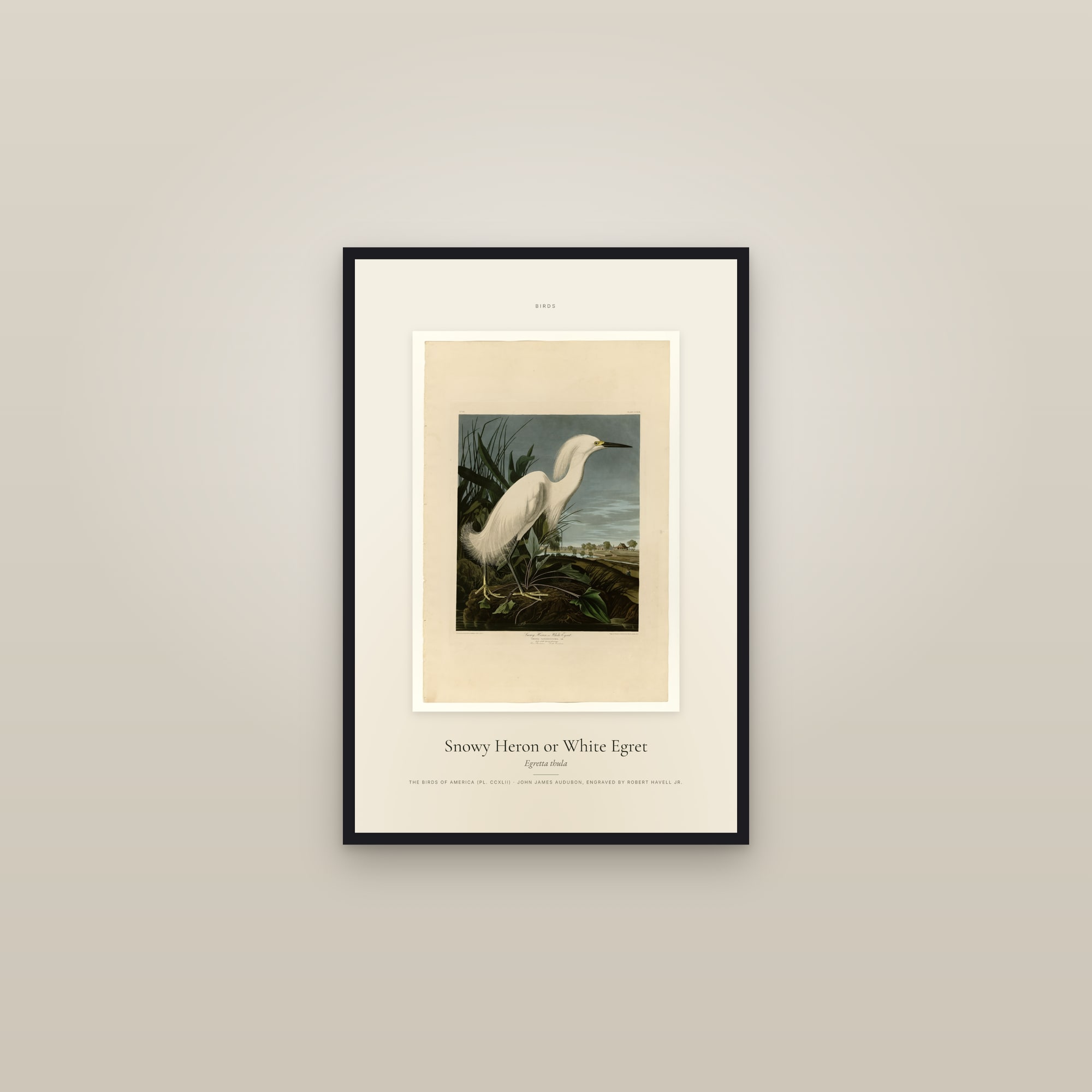 Snowy Heron or White Egret — Specimen — framed in a gallery setting