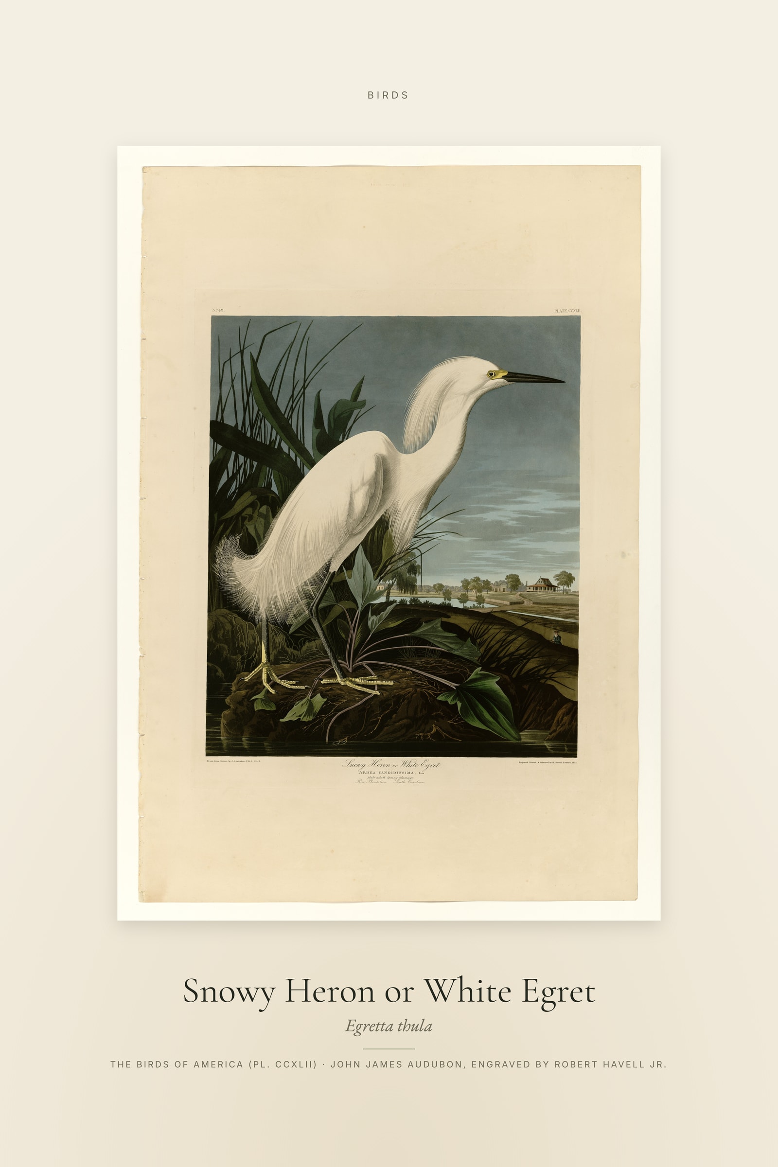 Snowy Heron or White Egret — Specimen