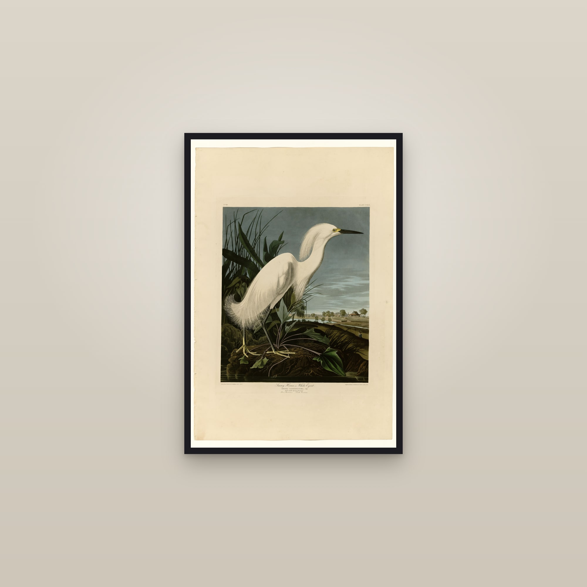 Snowy Heron or White Egret — framed in a gallery setting