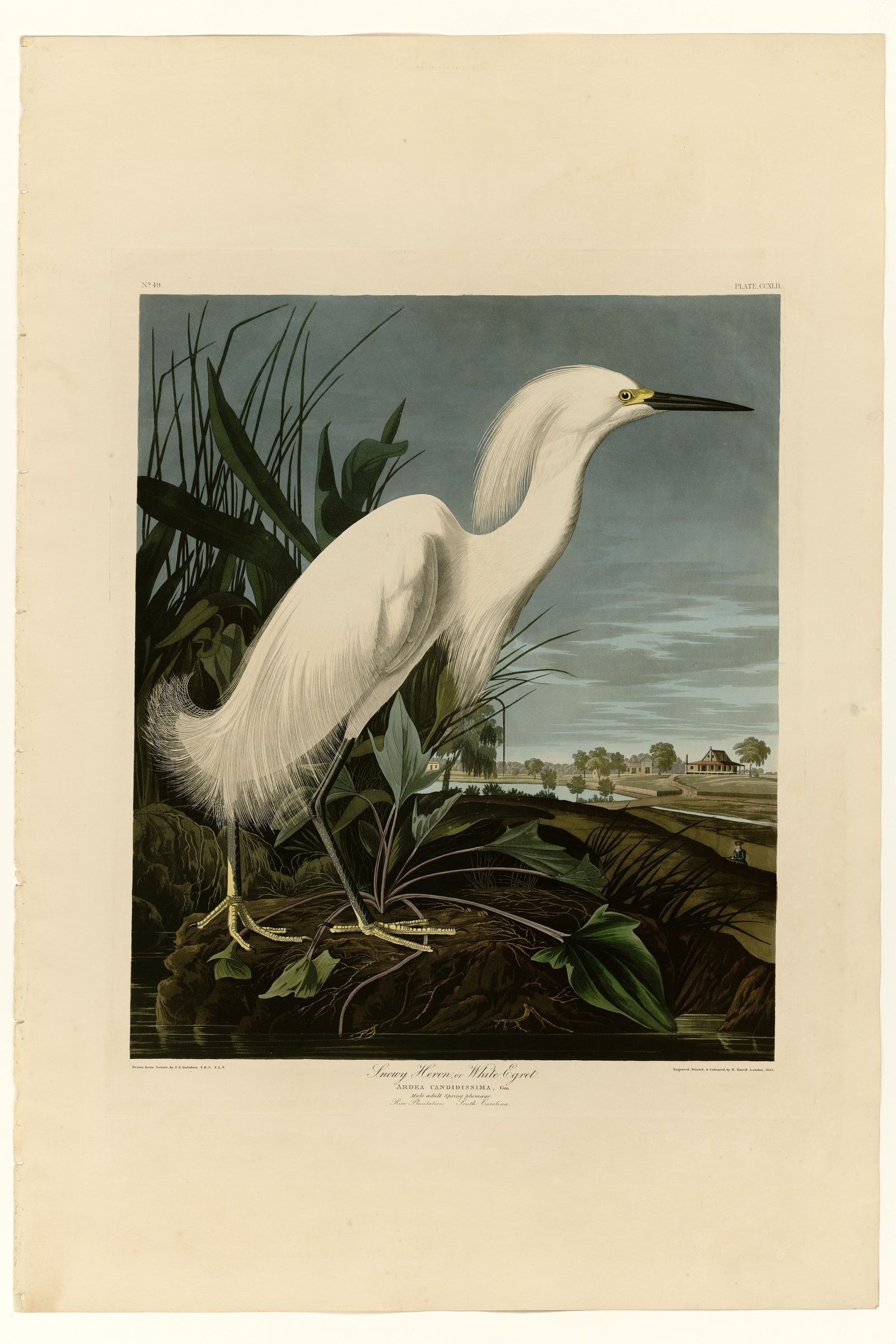 Snowy Heron or White Egret