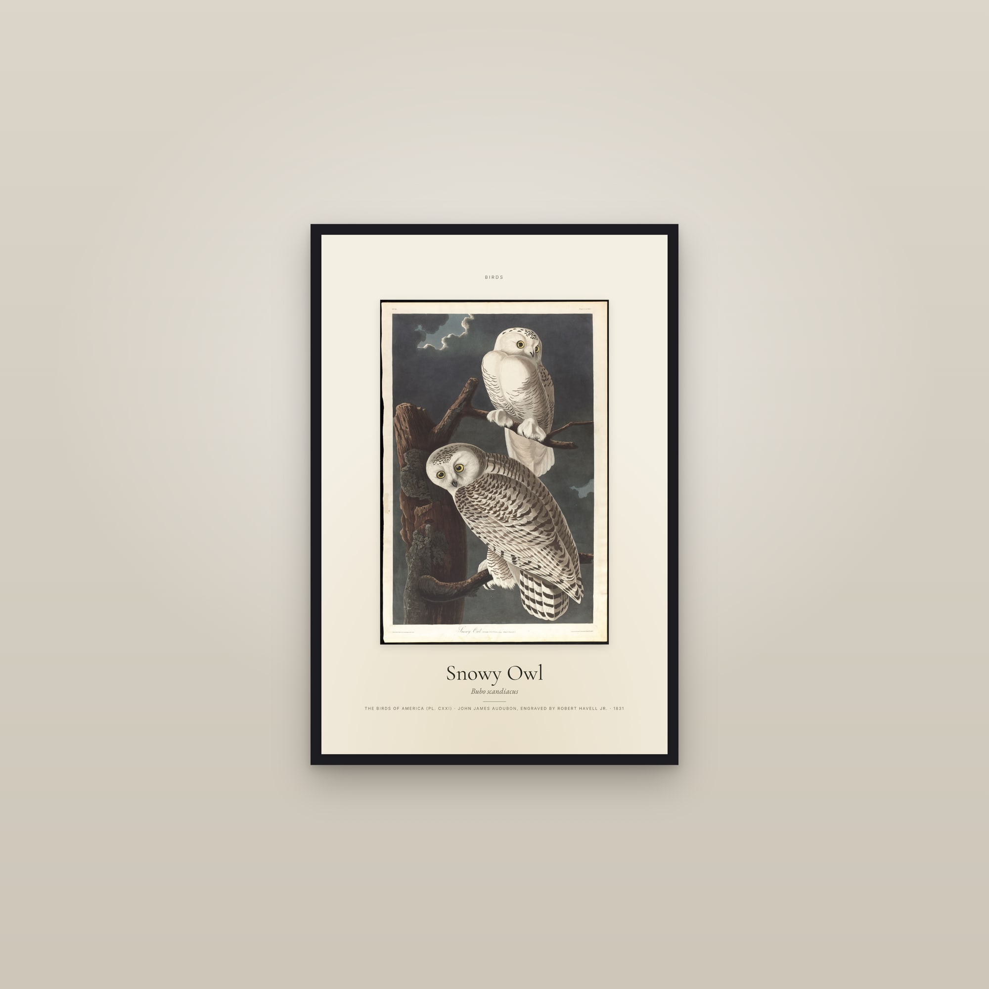 Snowy Owl (Audubon) — Specimen — framed in a gallery setting