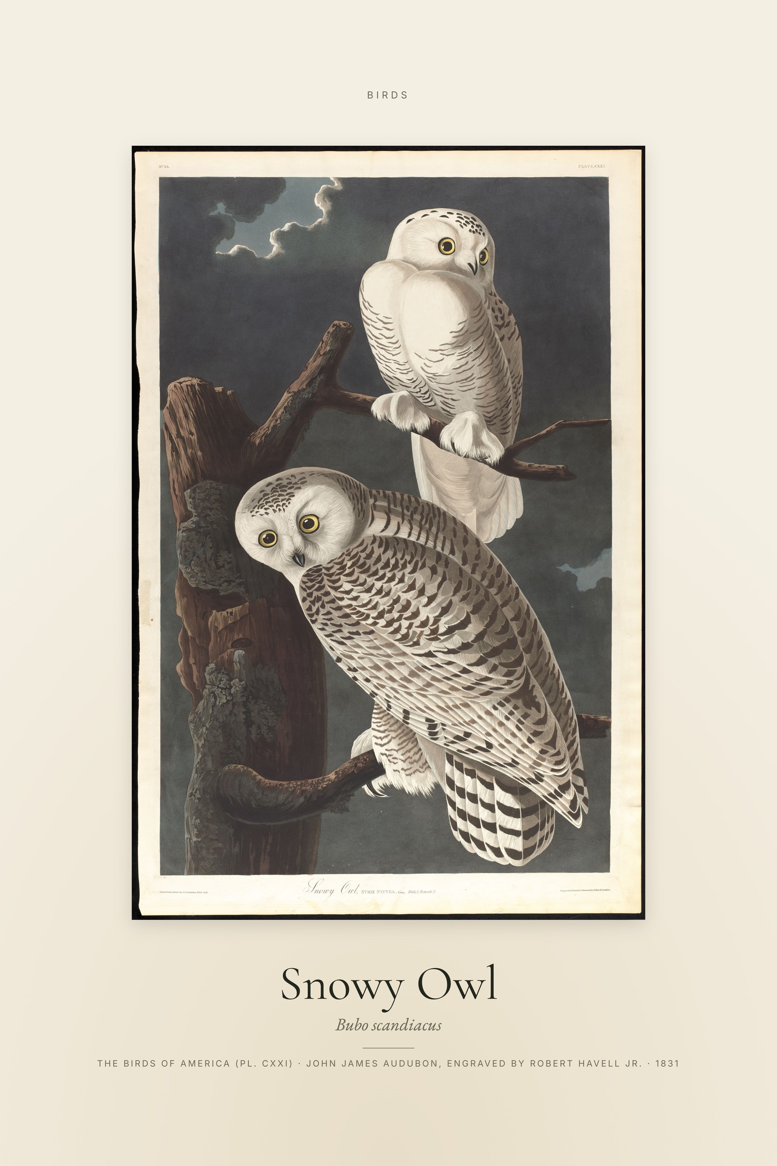 Snowy Owl (Audubon) — Specimen