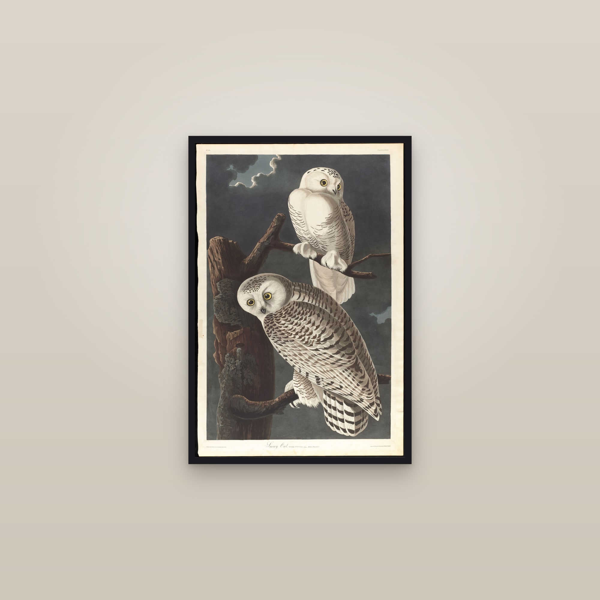 Snowy Owl (Audubon) — framed in a gallery setting