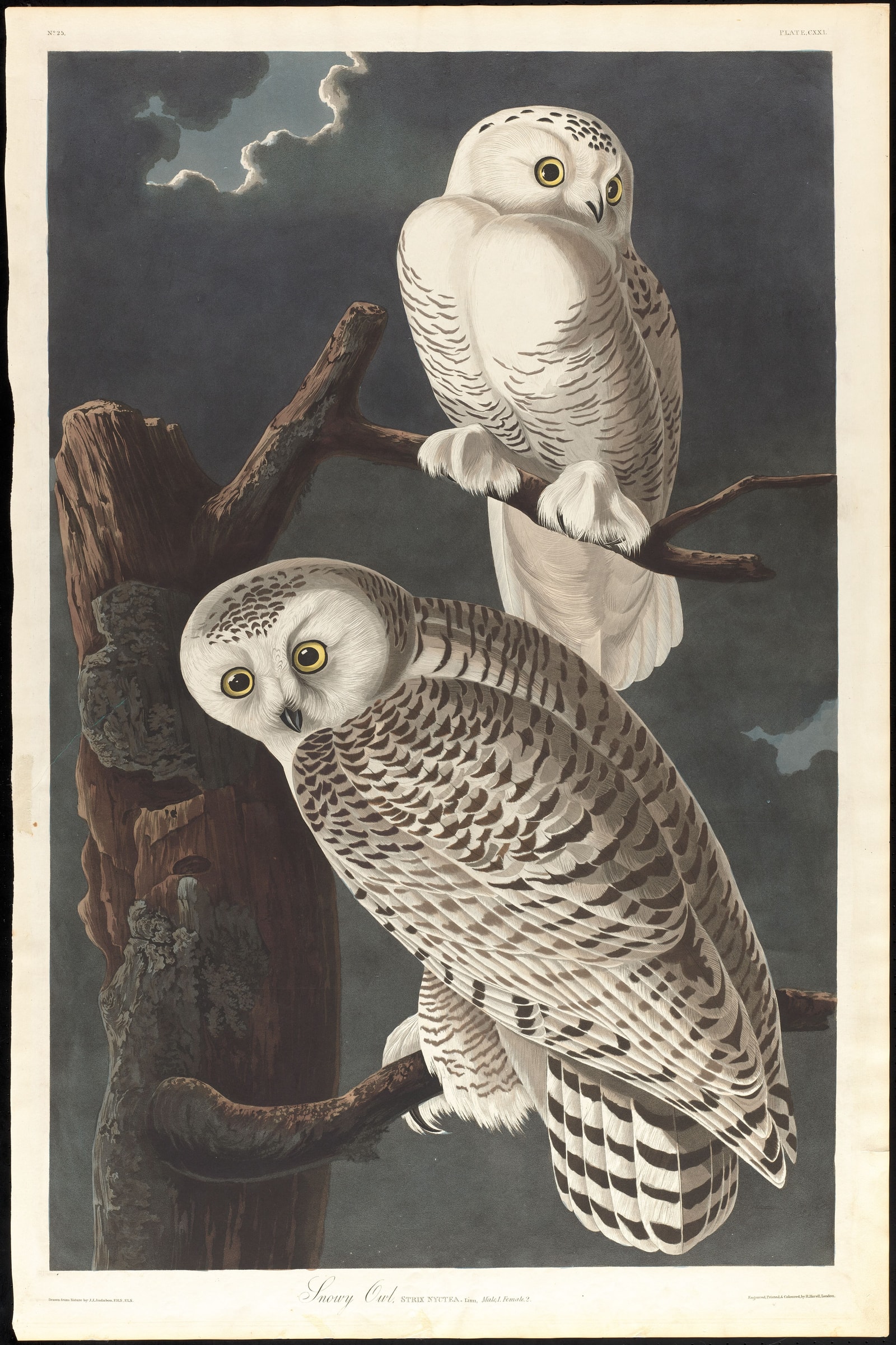 Snowy Owl (Audubon)