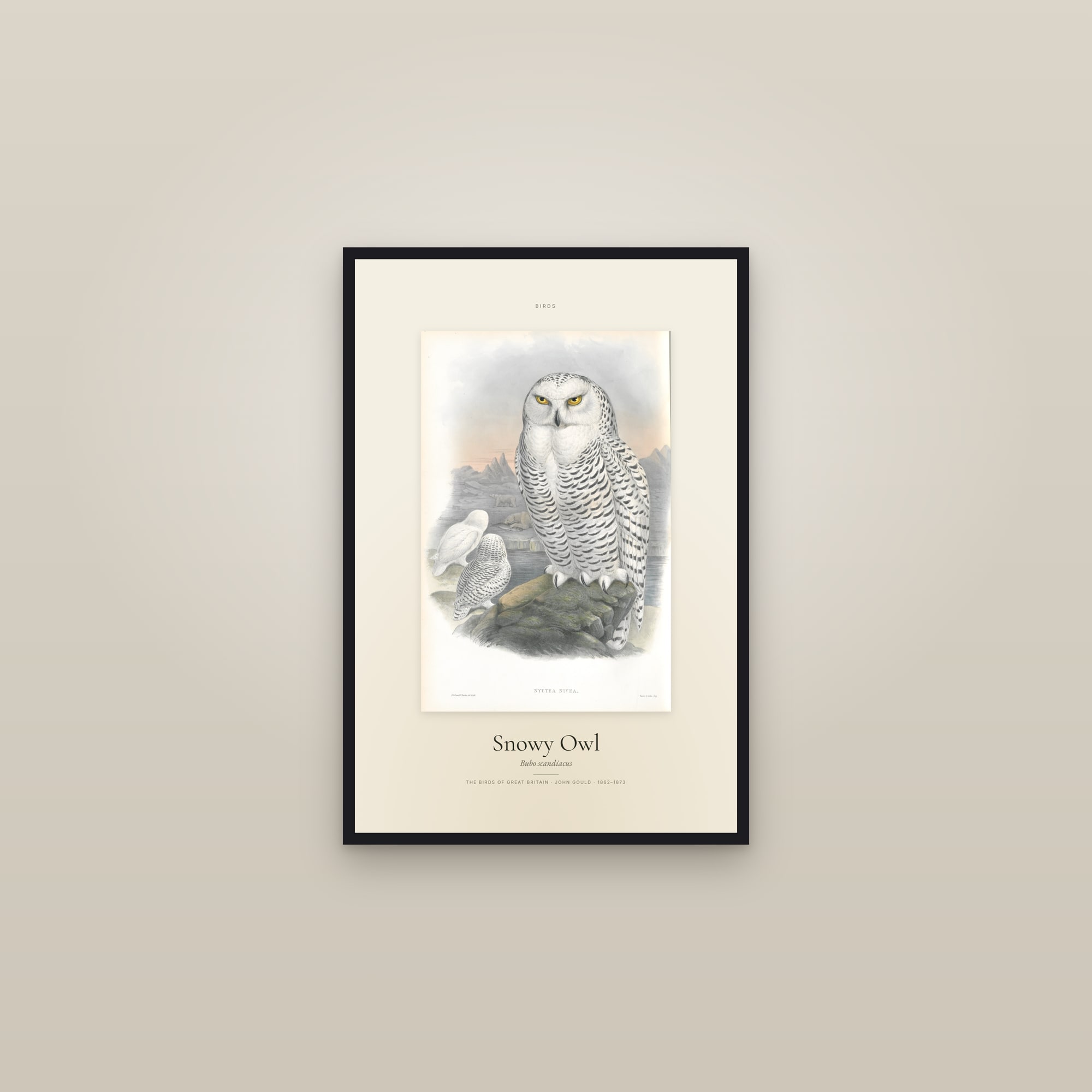 Snowy Owl — Specimen
