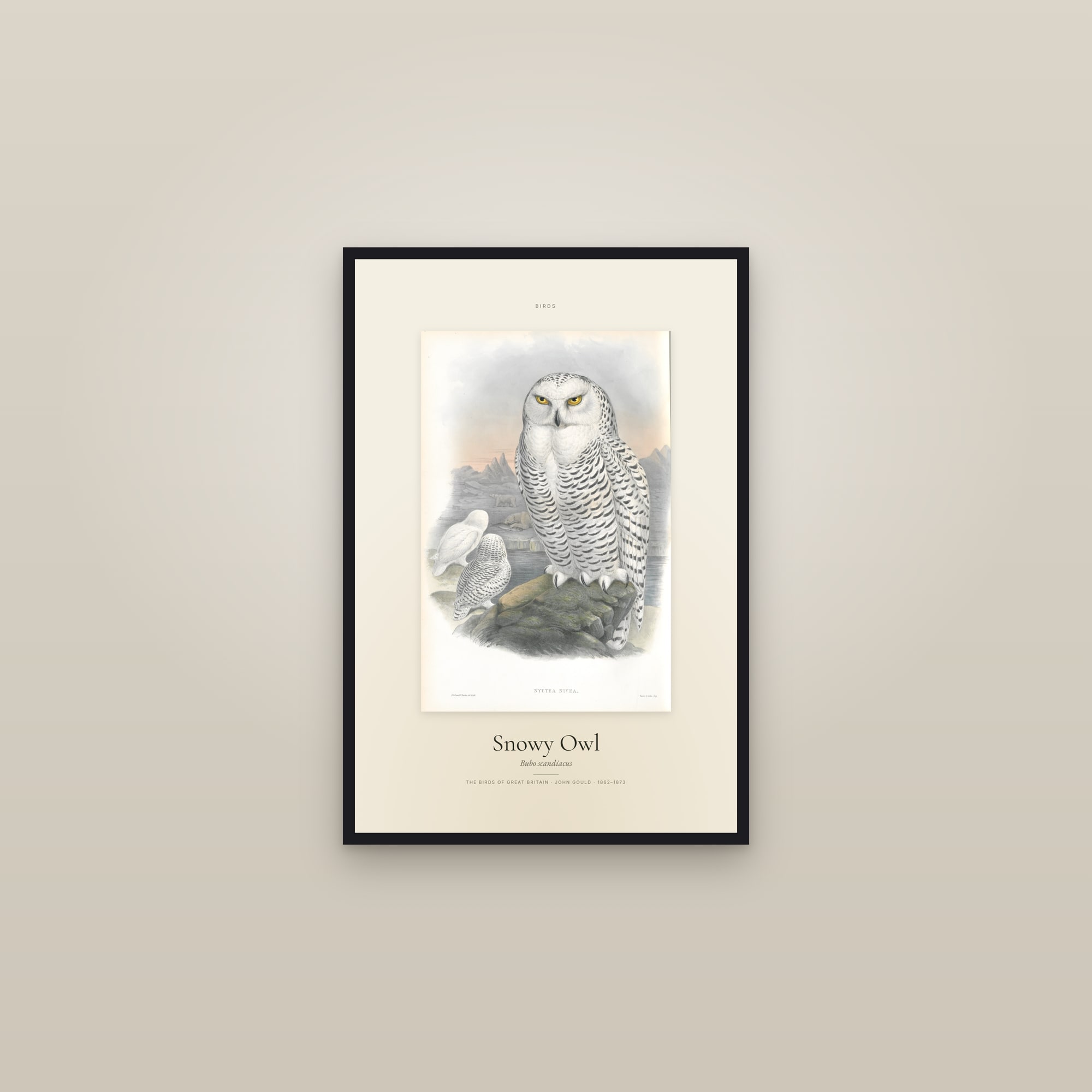 Snowy Owl (Gould) — Specimen — framed in a gallery setting