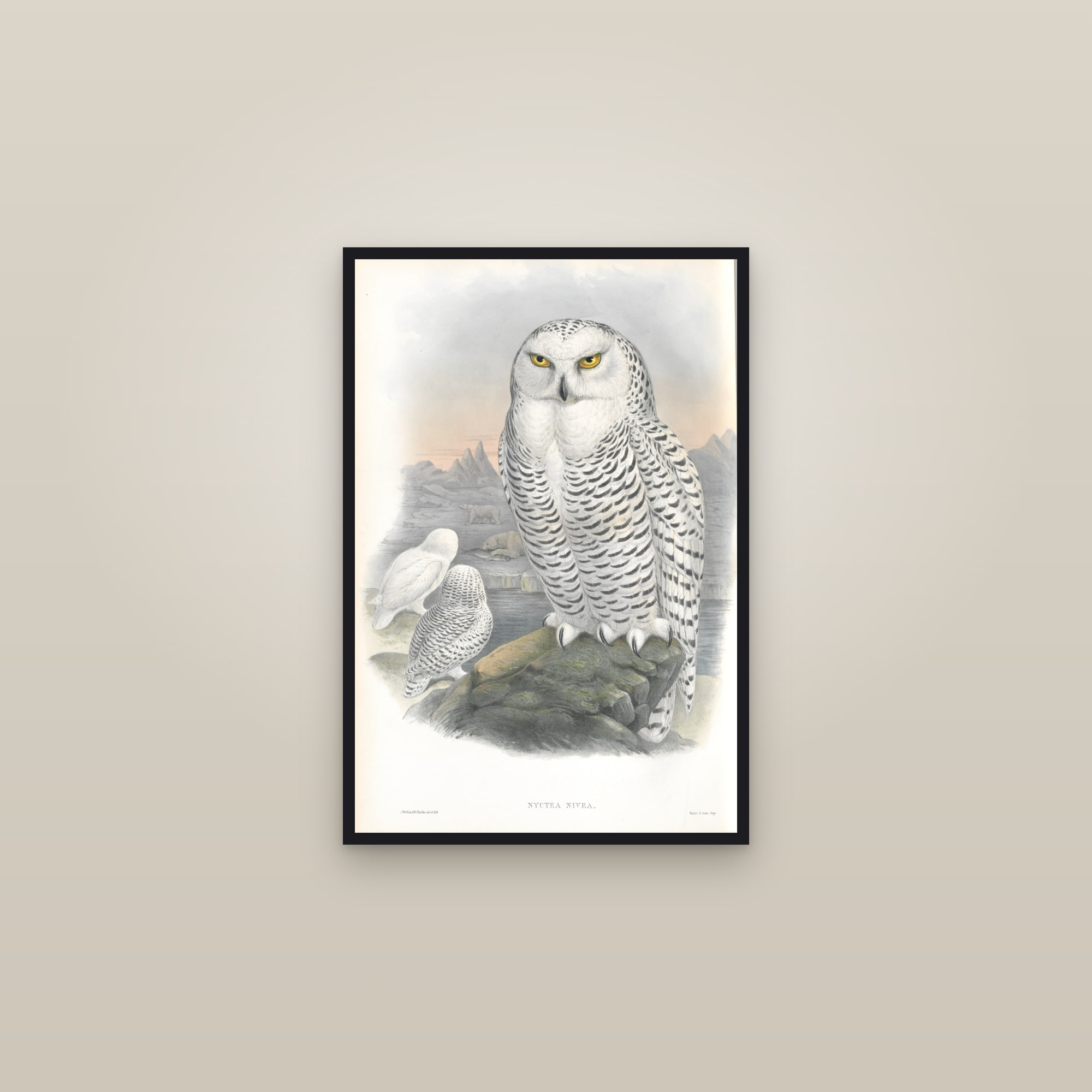 Snowy Owl (Gould) — framed in a gallery setting