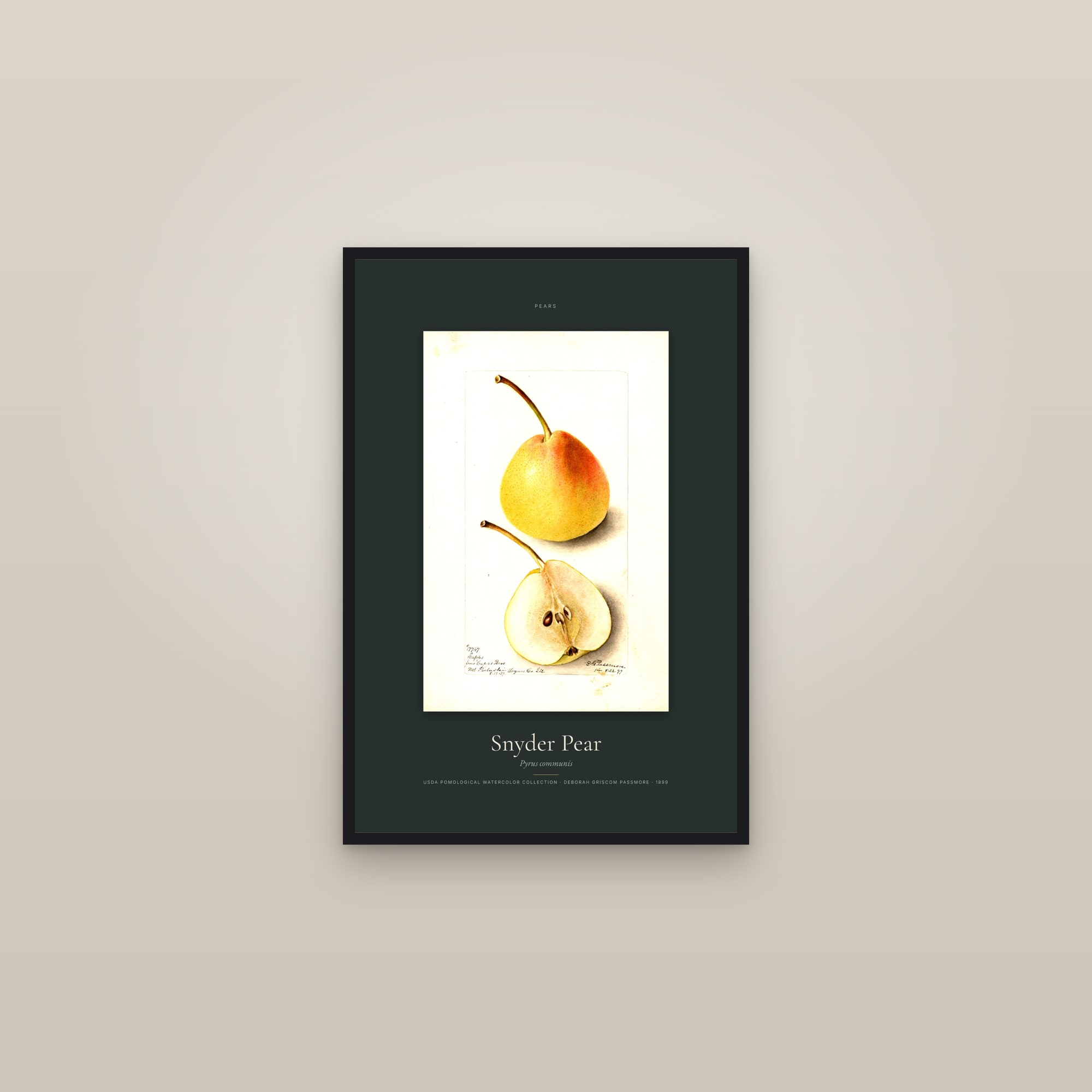 Snyder Pear — Specimen — framed in a gallery setting