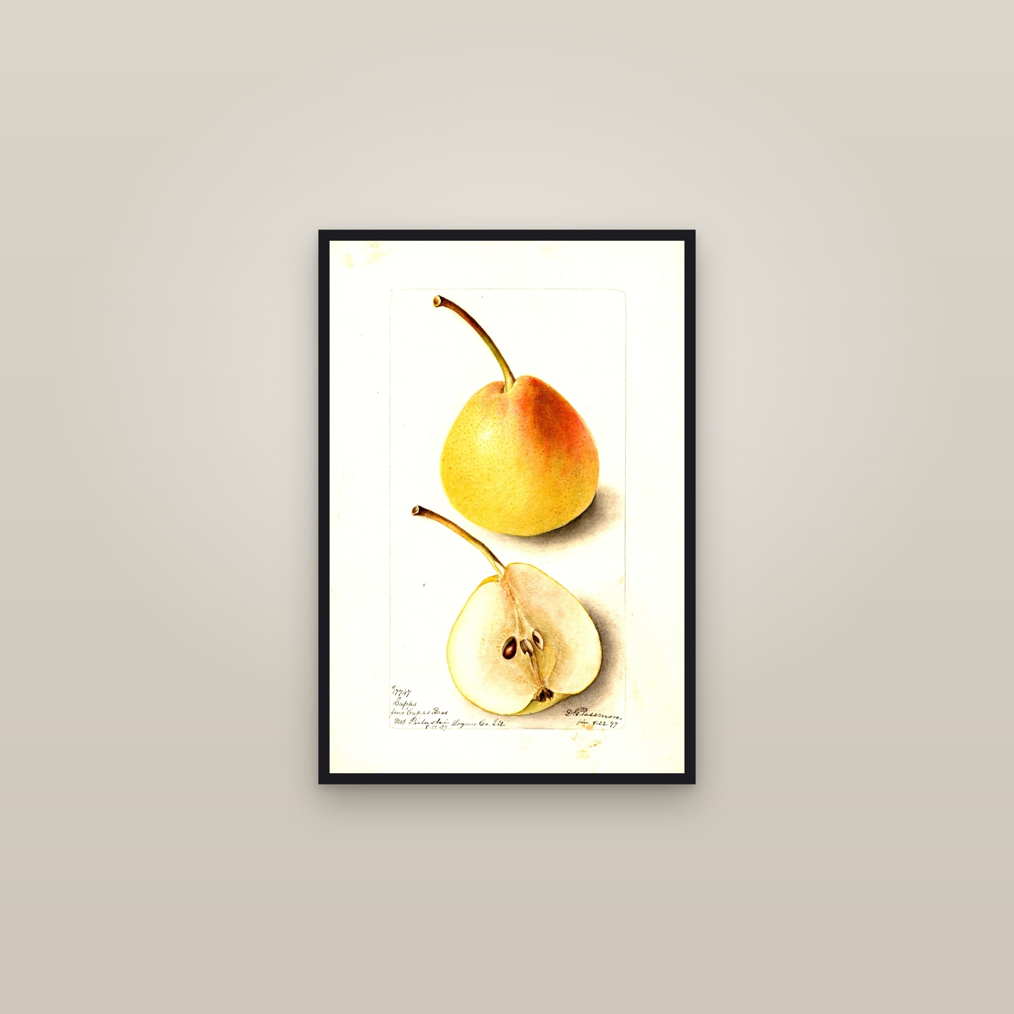 Snyder Pear — framed in a gallery setting