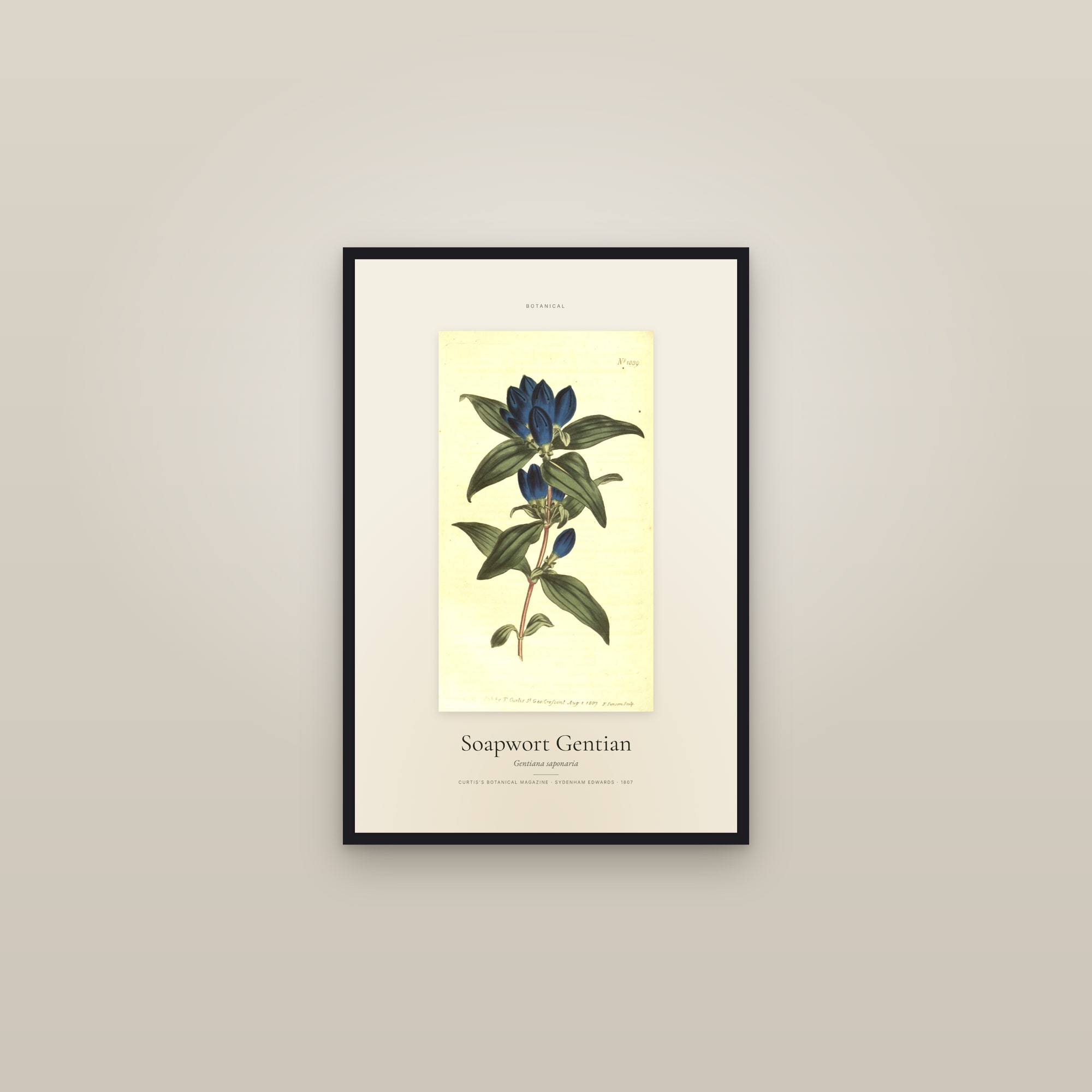 Soapwort Gentian — Specimen — framed in a gallery setting