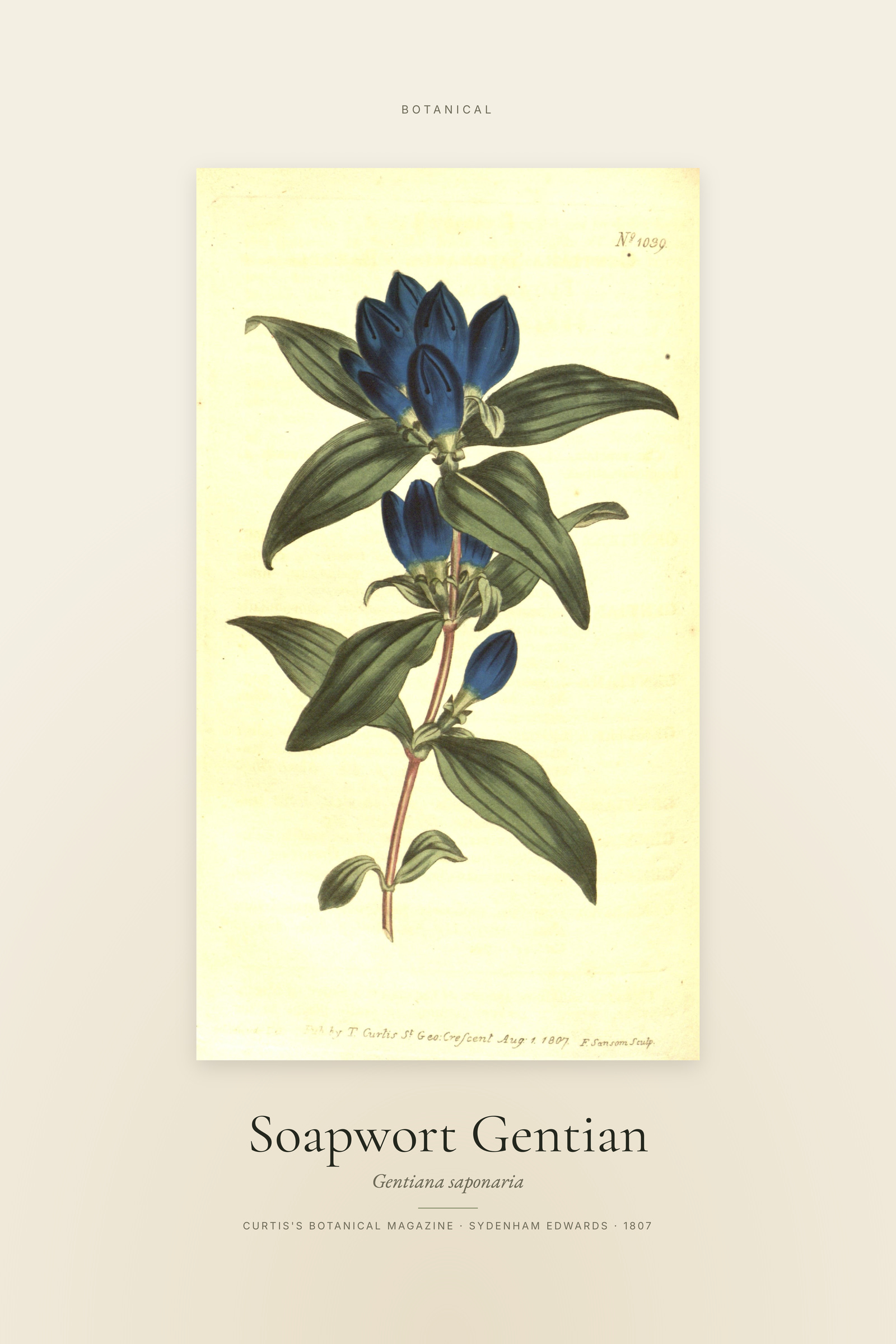 Soapwort Gentian — Specimen