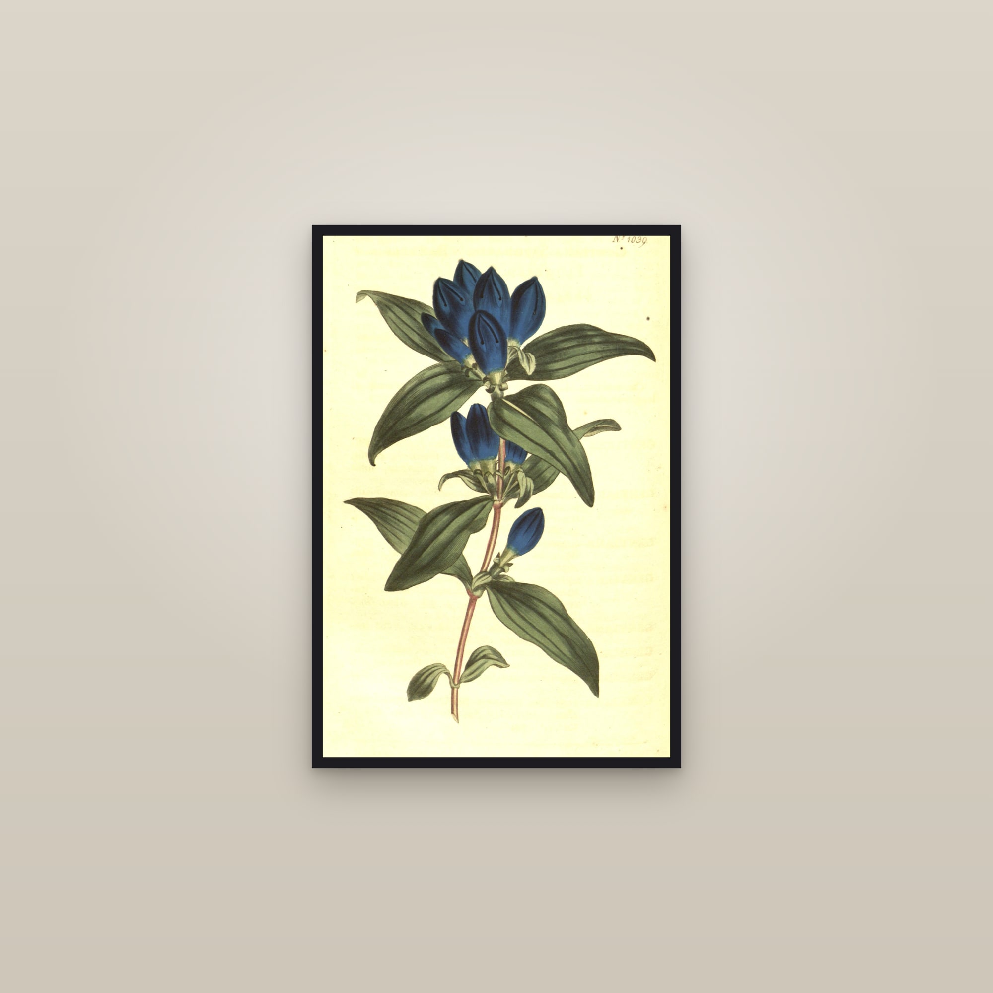 Soapwort Gentian — framed in a gallery setting