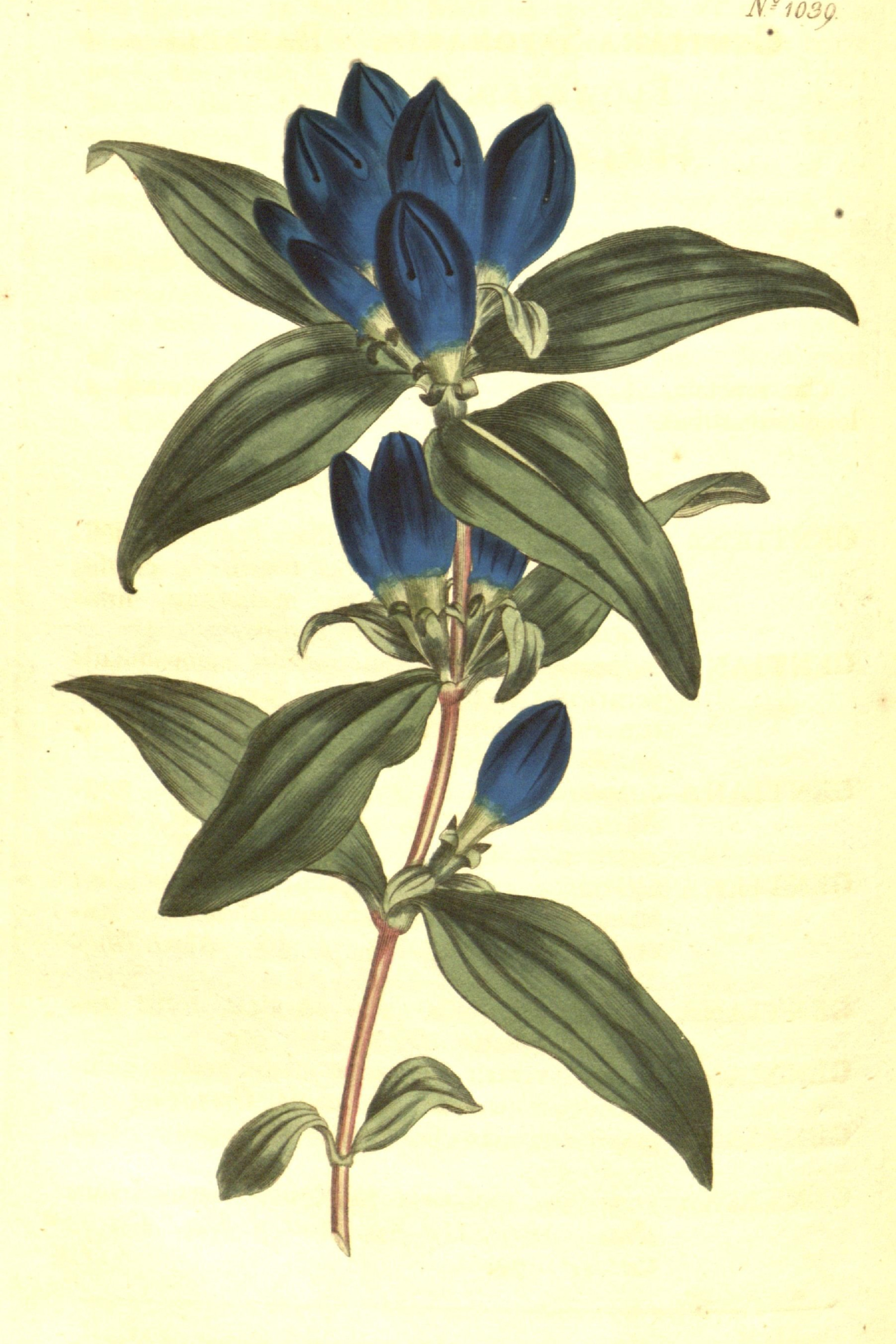 Soapwort Gentian