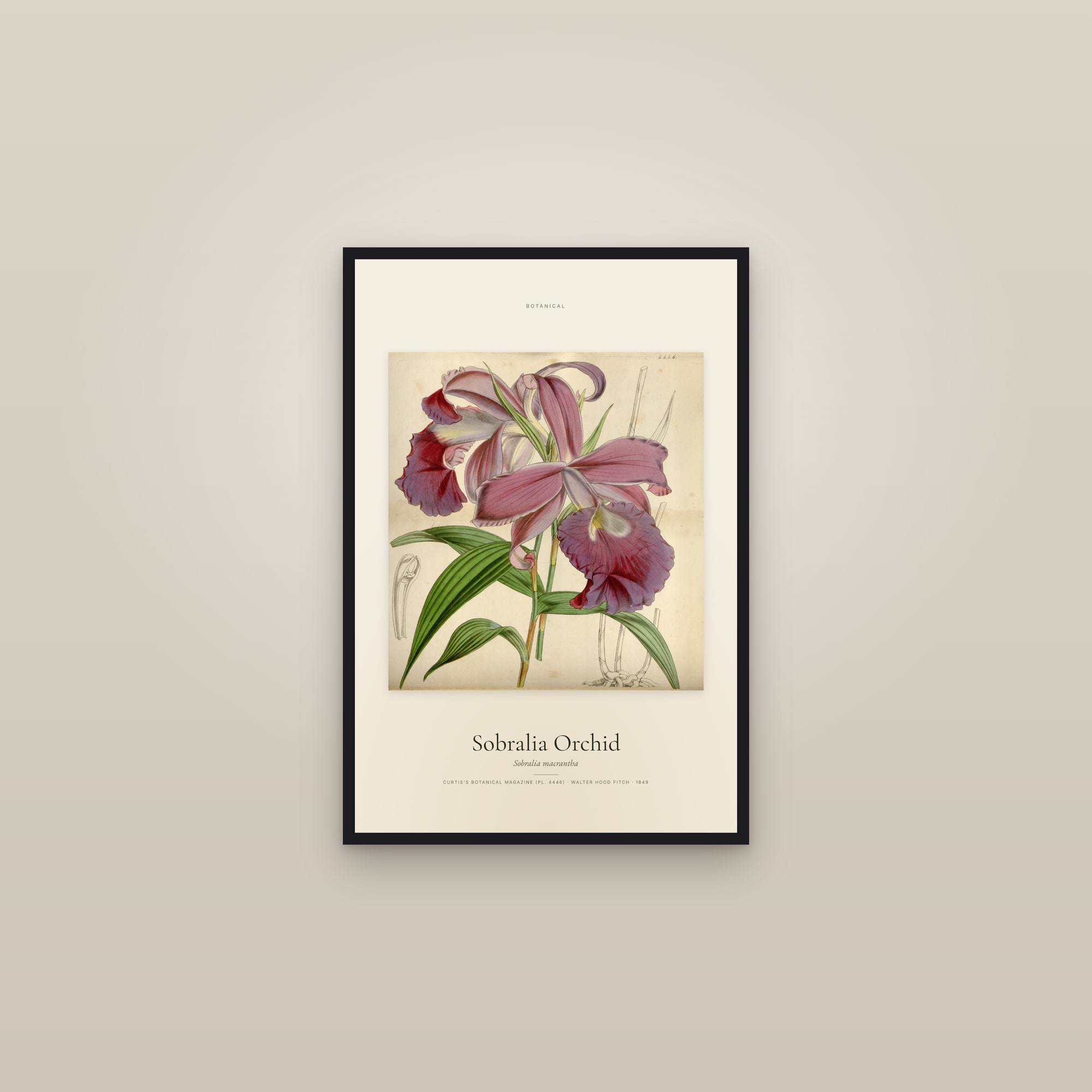 Sobralia Orchid — Specimen — framed in a gallery setting