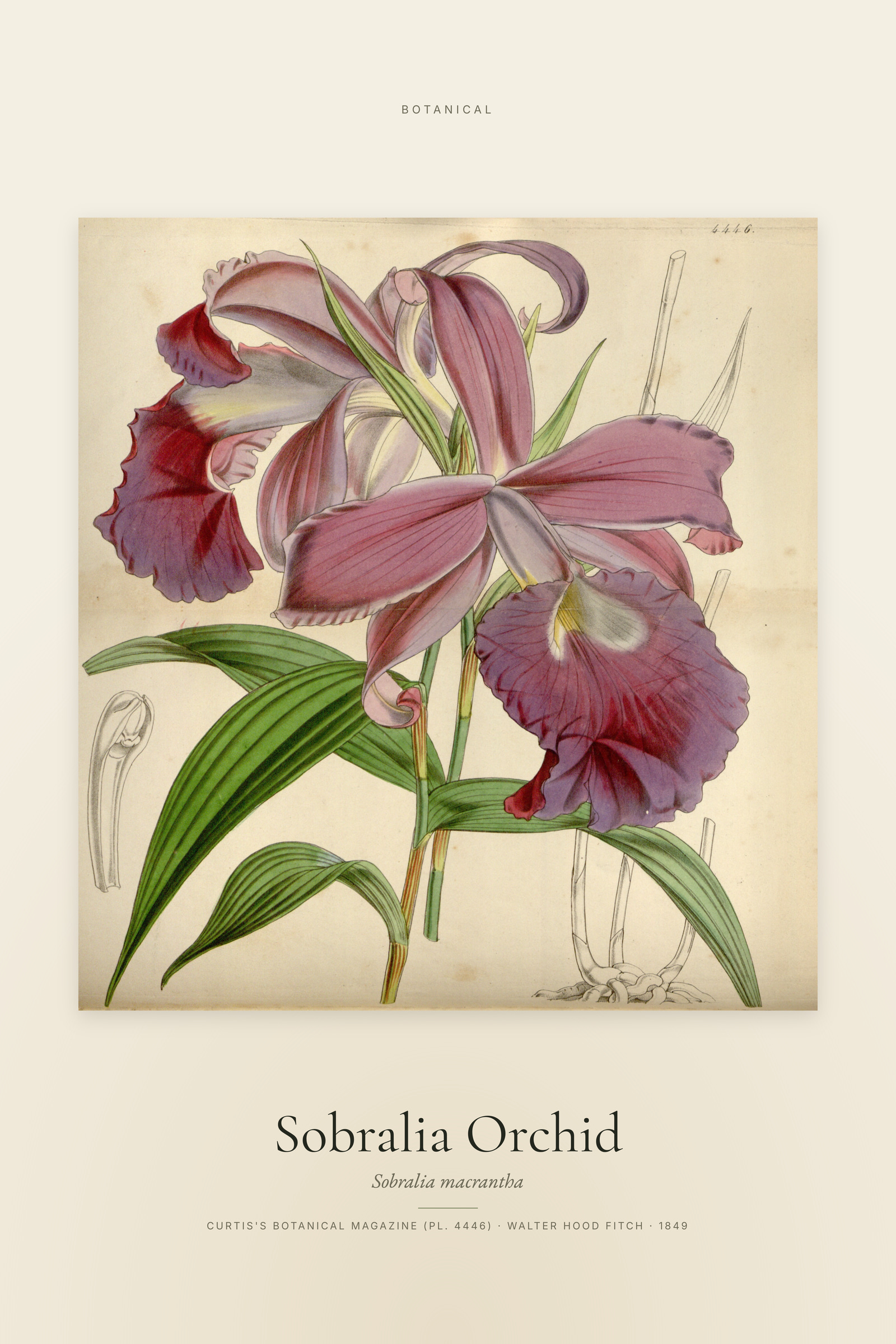 Sobralia Orchid — Specimen