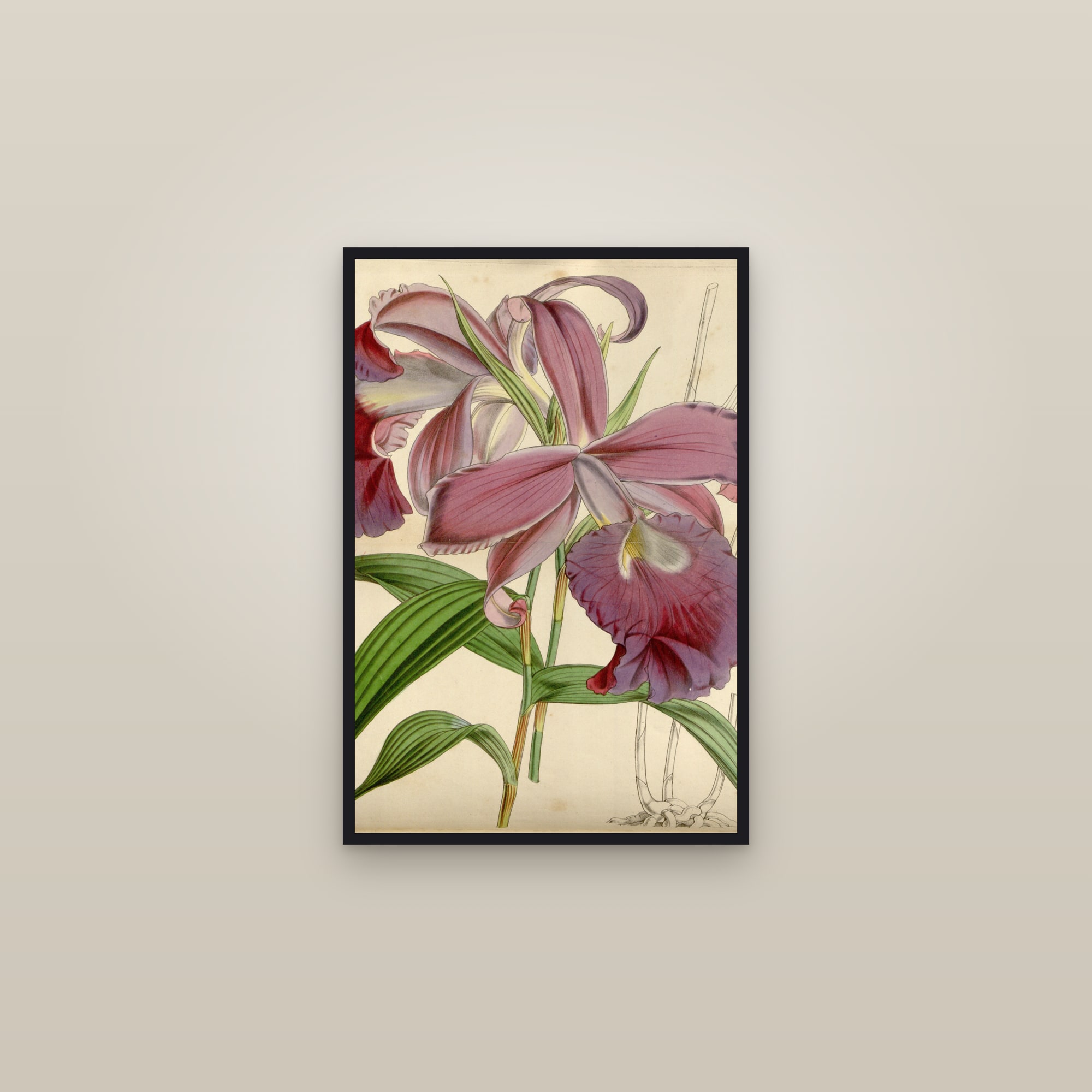 Sobralia Orchid — framed in a gallery setting