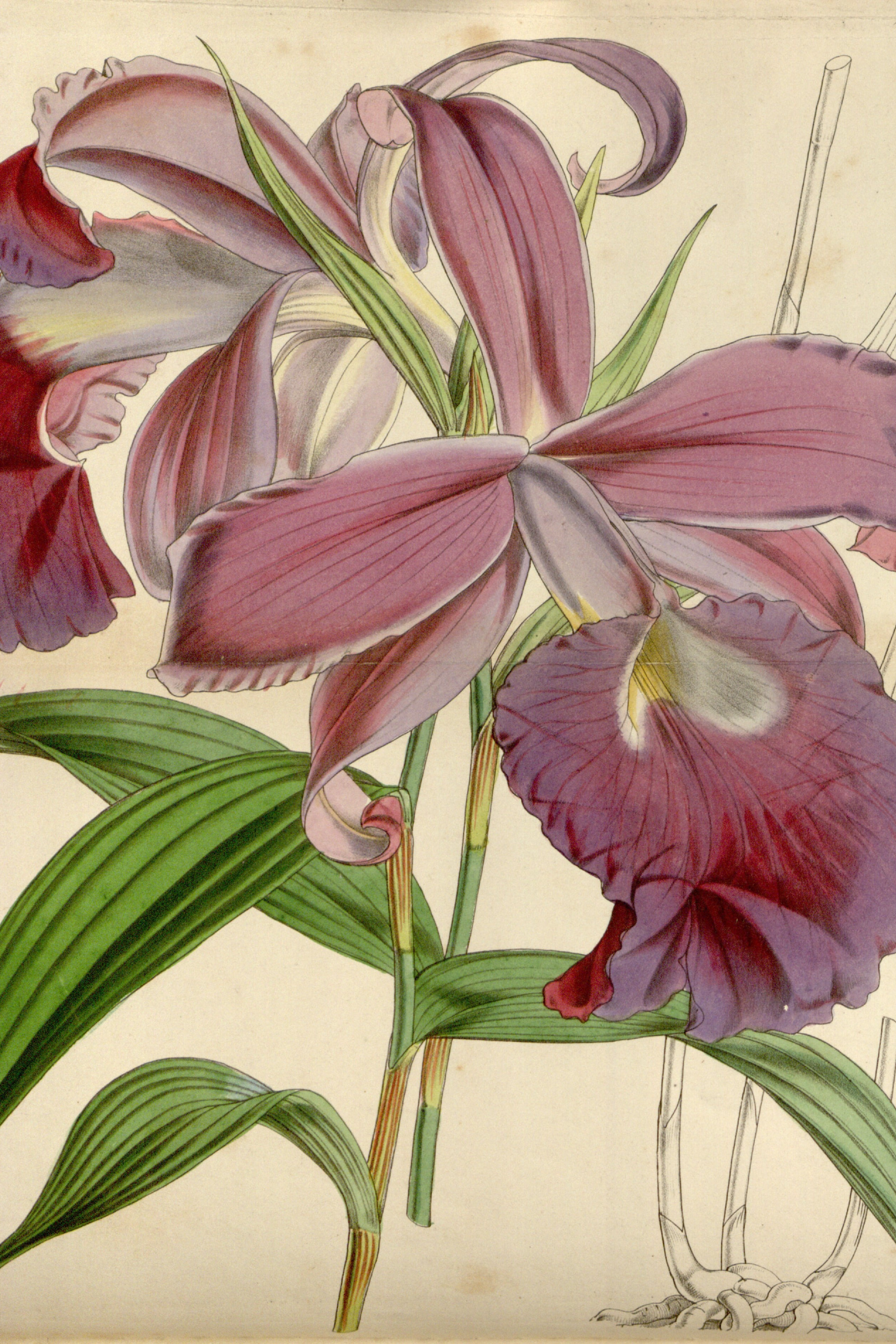 Sobralia Orchid
