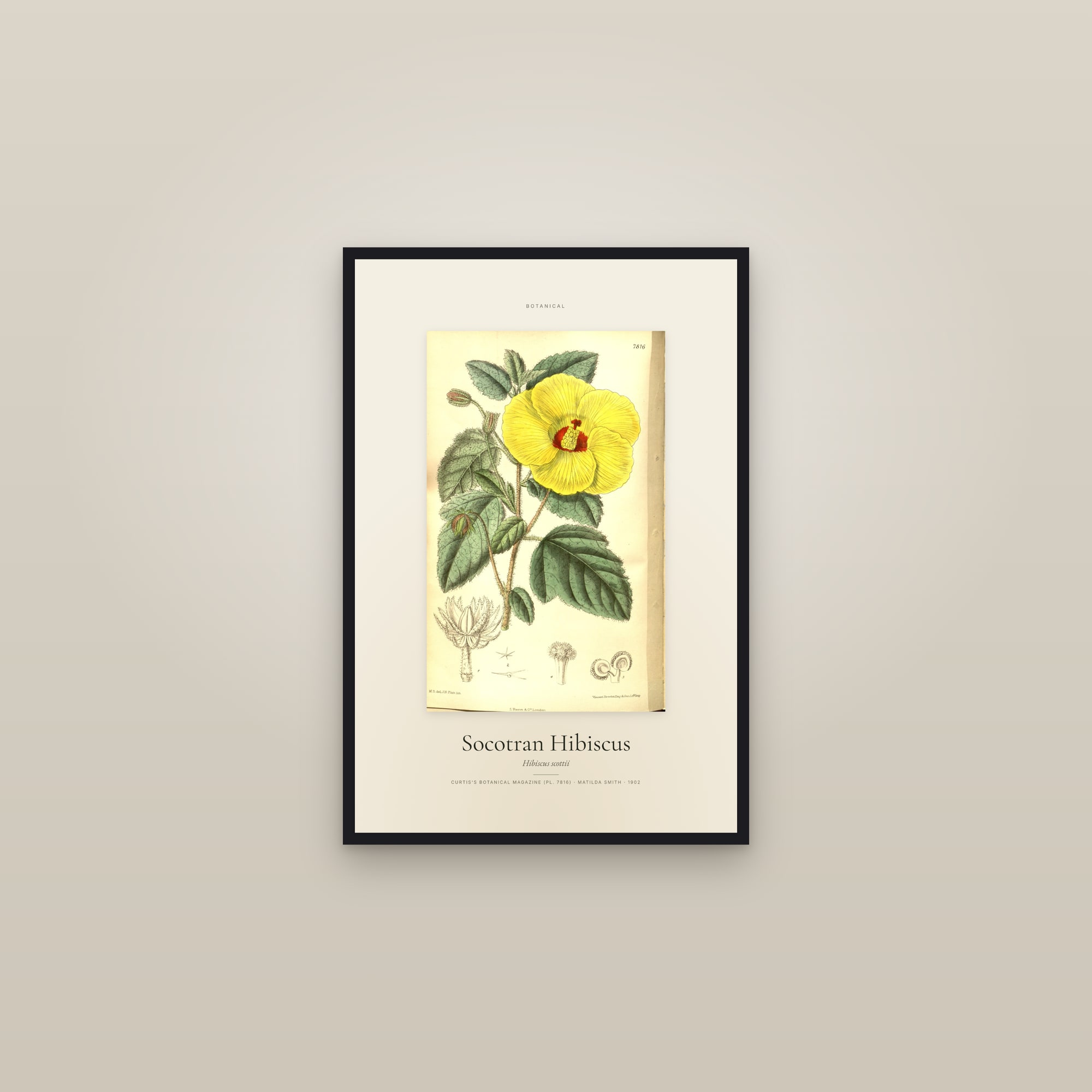 Socotran Hibiscus — Specimen — framed in a gallery setting