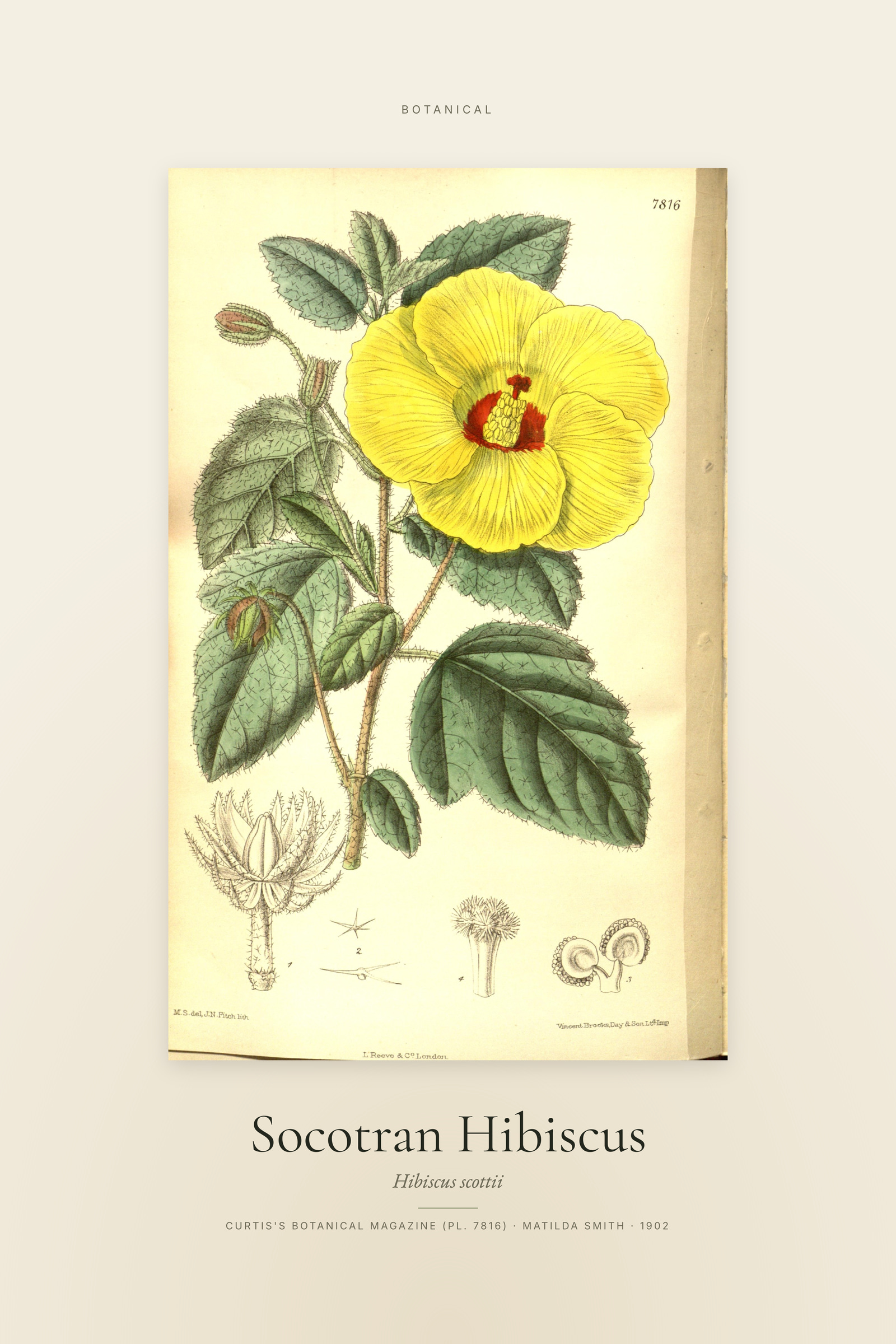 Socotran Hibiscus — Specimen