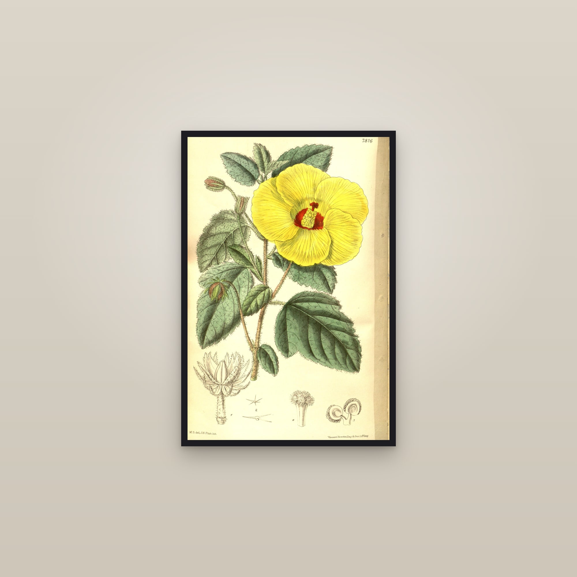 Socotran Hibiscus — framed in a gallery setting