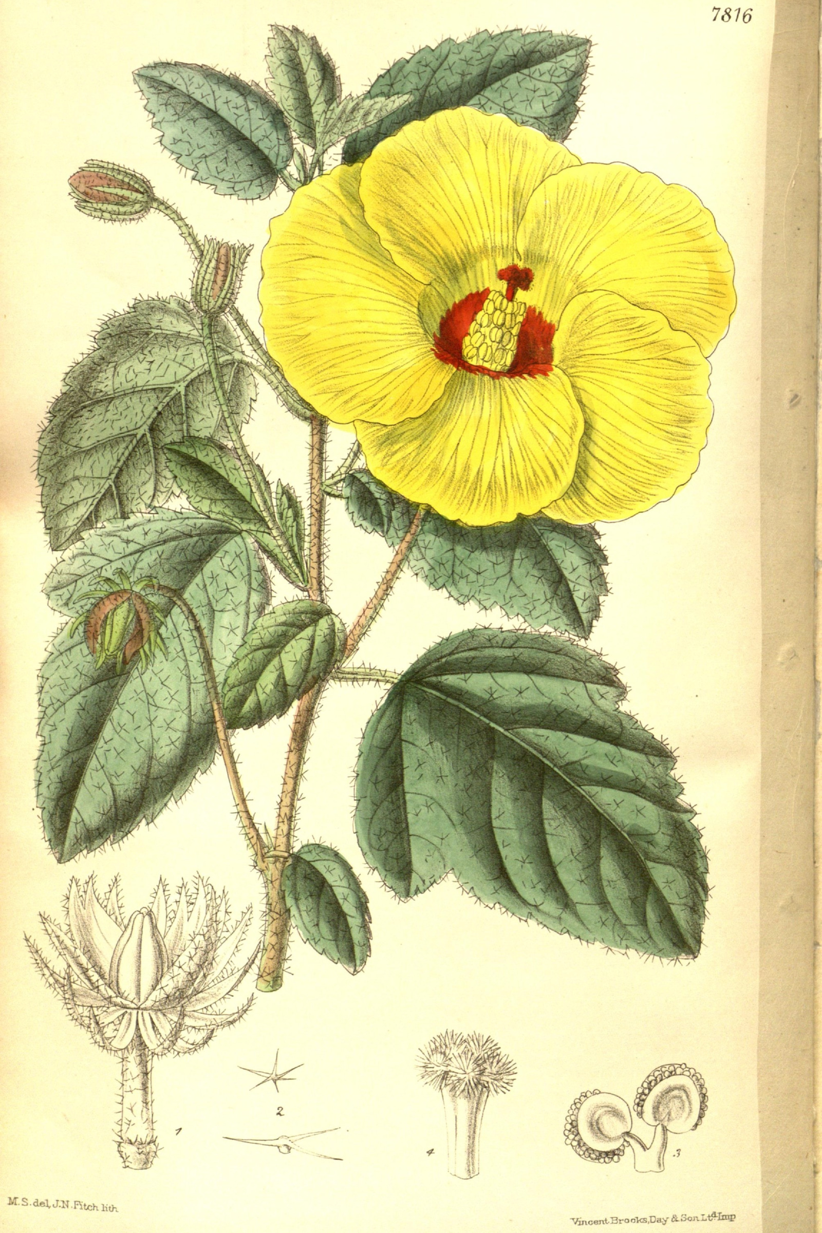 Socotran Hibiscus