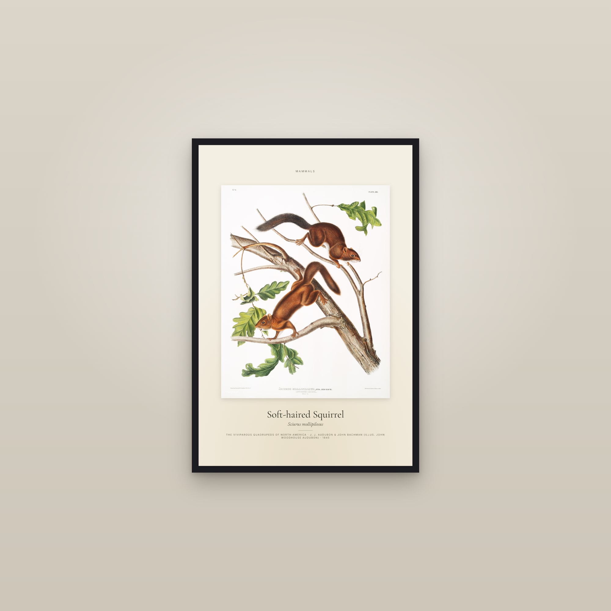 Soft-haired Squirrel — Specimen — framed in a gallery setting