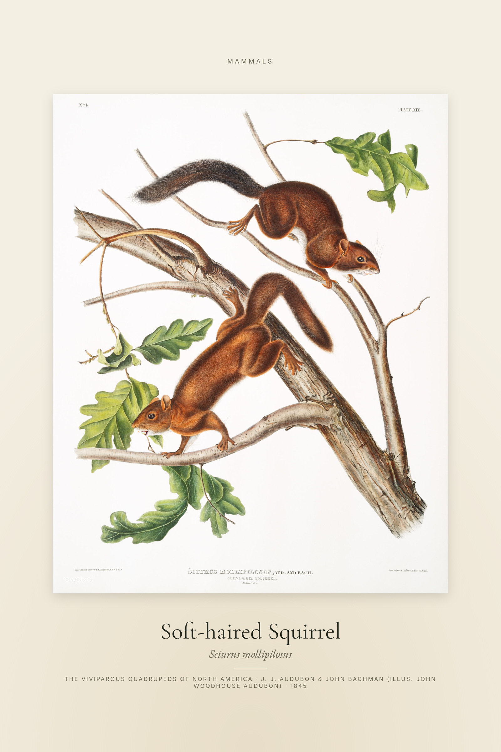 Soft-haired Squirrel — Specimen