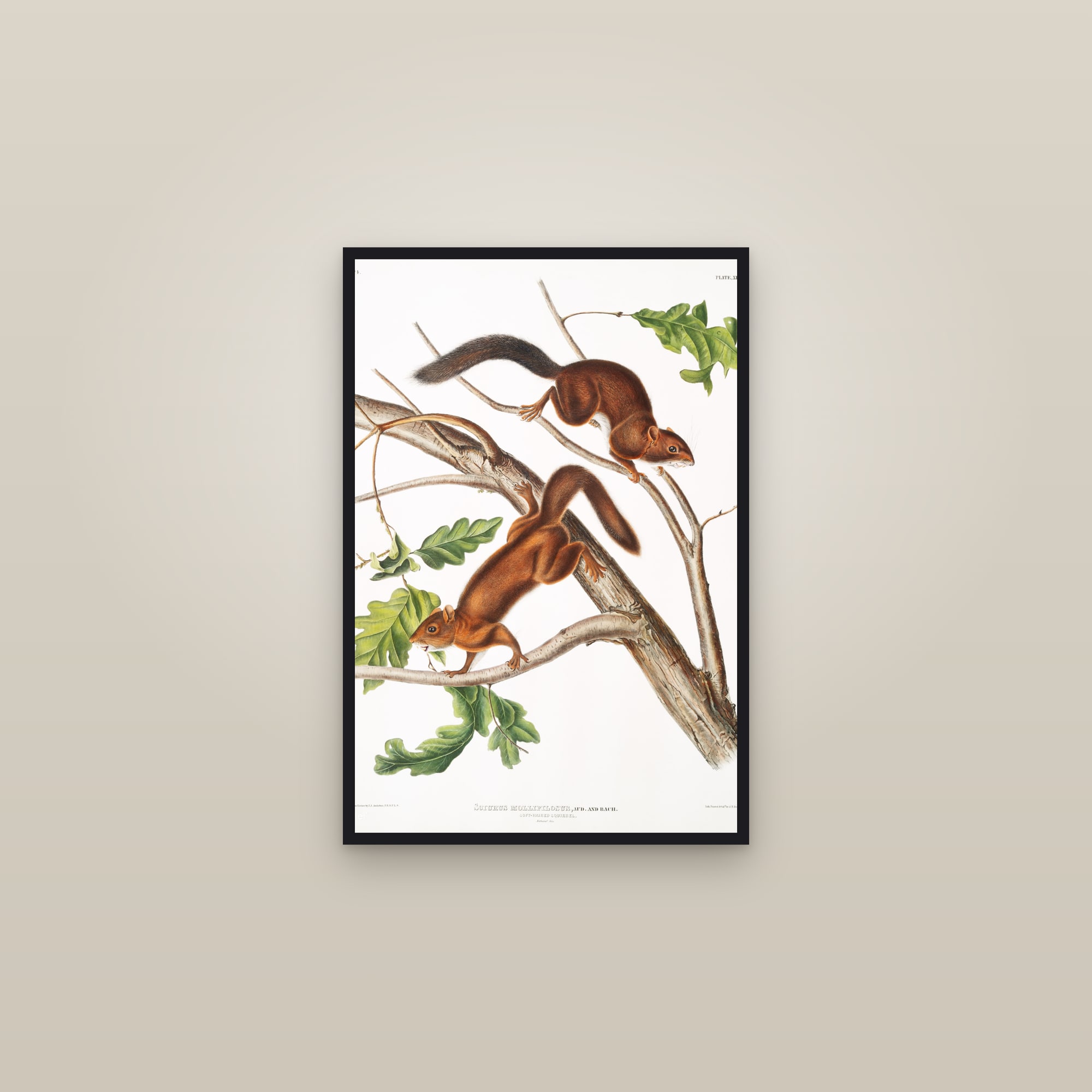 Soft-haired Squirrel — framed in a gallery setting