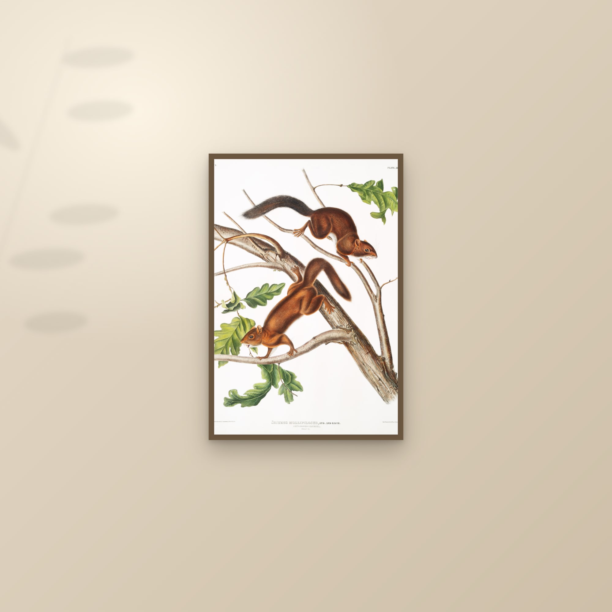 Soft-haired Squirrel — framed and styled on a sunlit wall