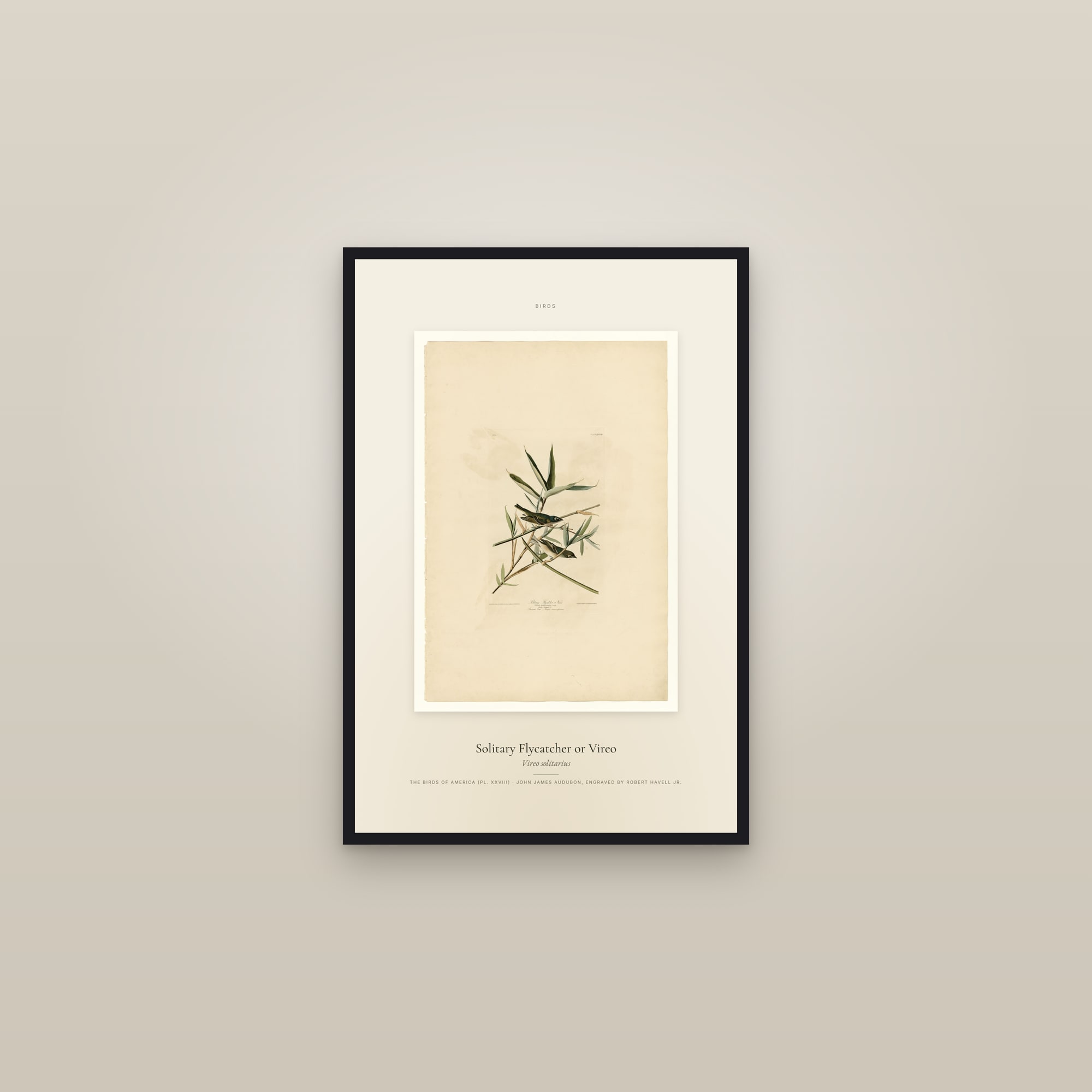 Solitary Flycatcher or Vireo — Specimen — framed in a gallery setting