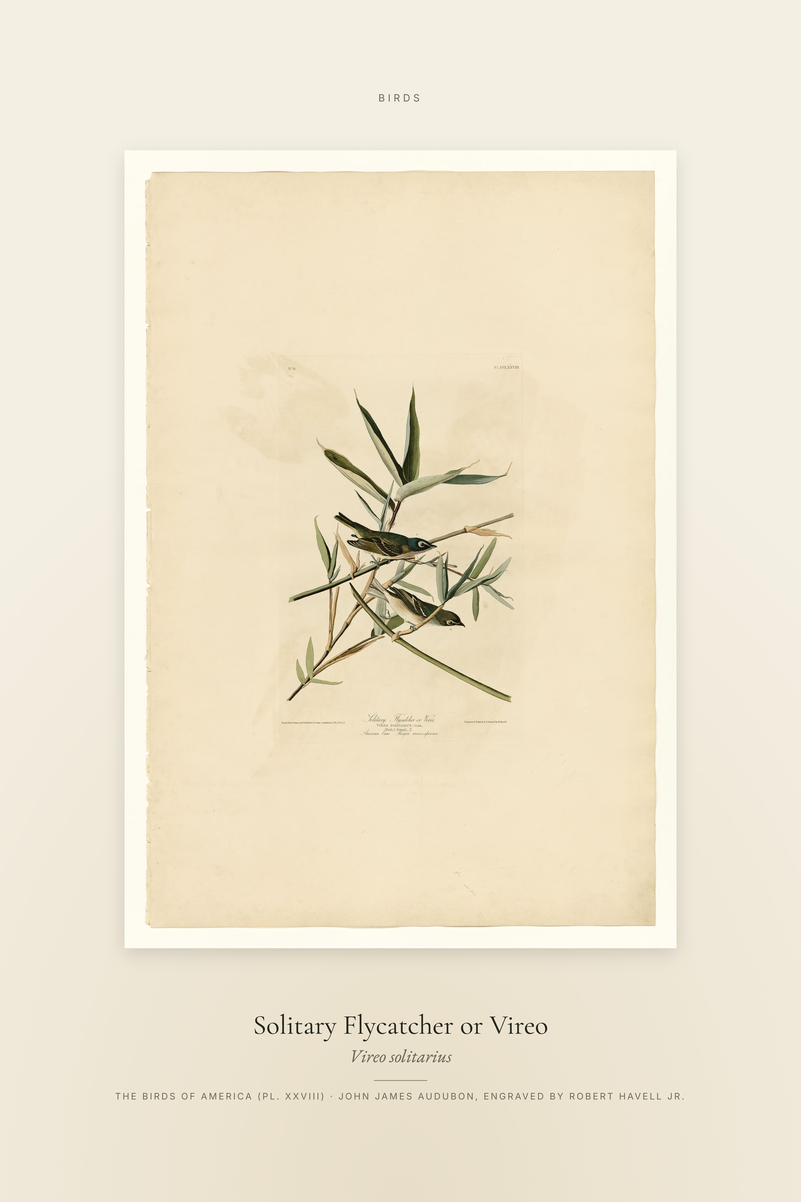 Solitary Flycatcher or Vireo — Specimen