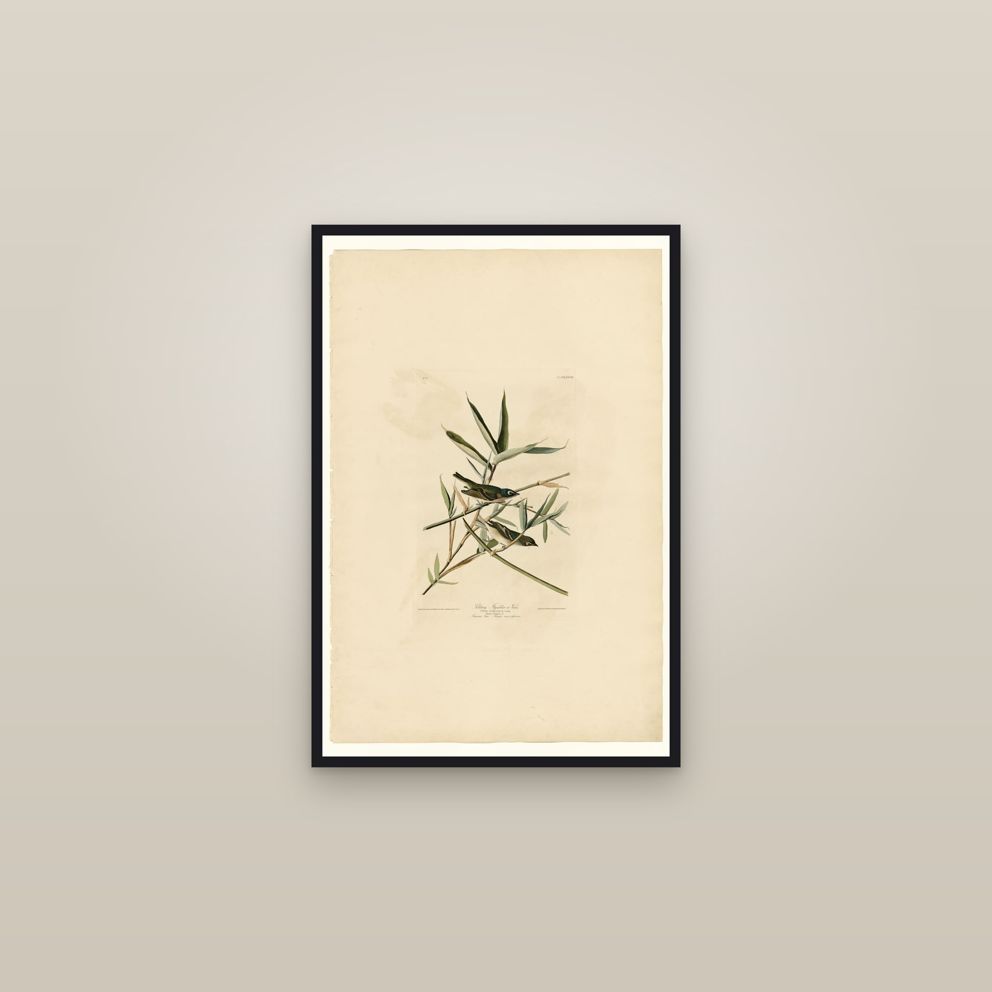 Solitary Flycatcher or Vireo — framed in a gallery setting