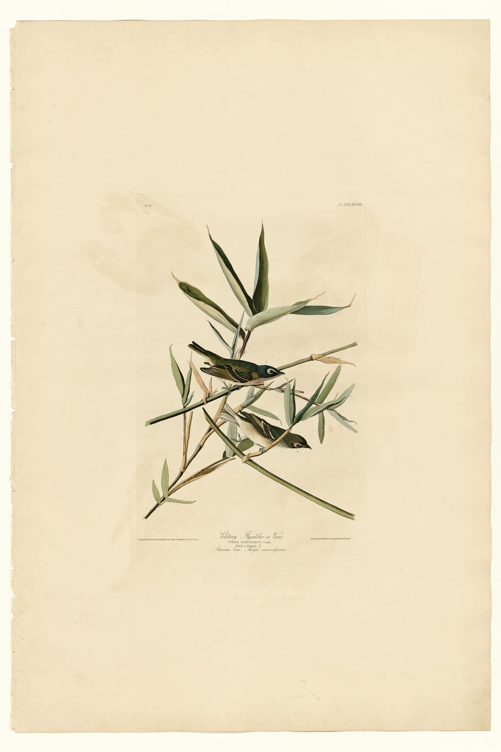 Solitary Flycatcher or Vireo