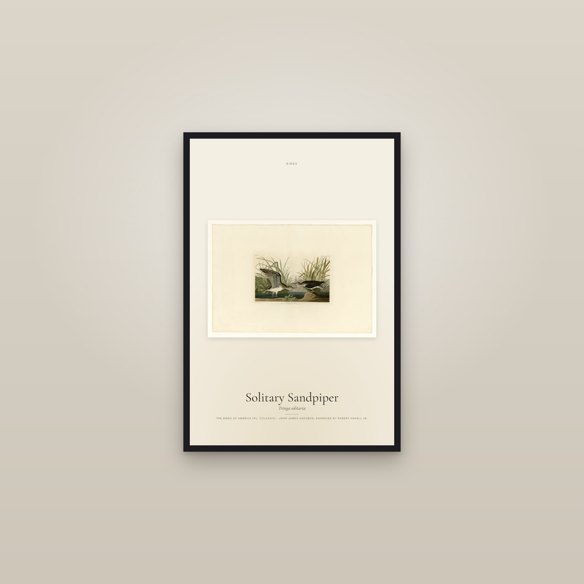 Solitary Sandpiper — framed in a gallery setting