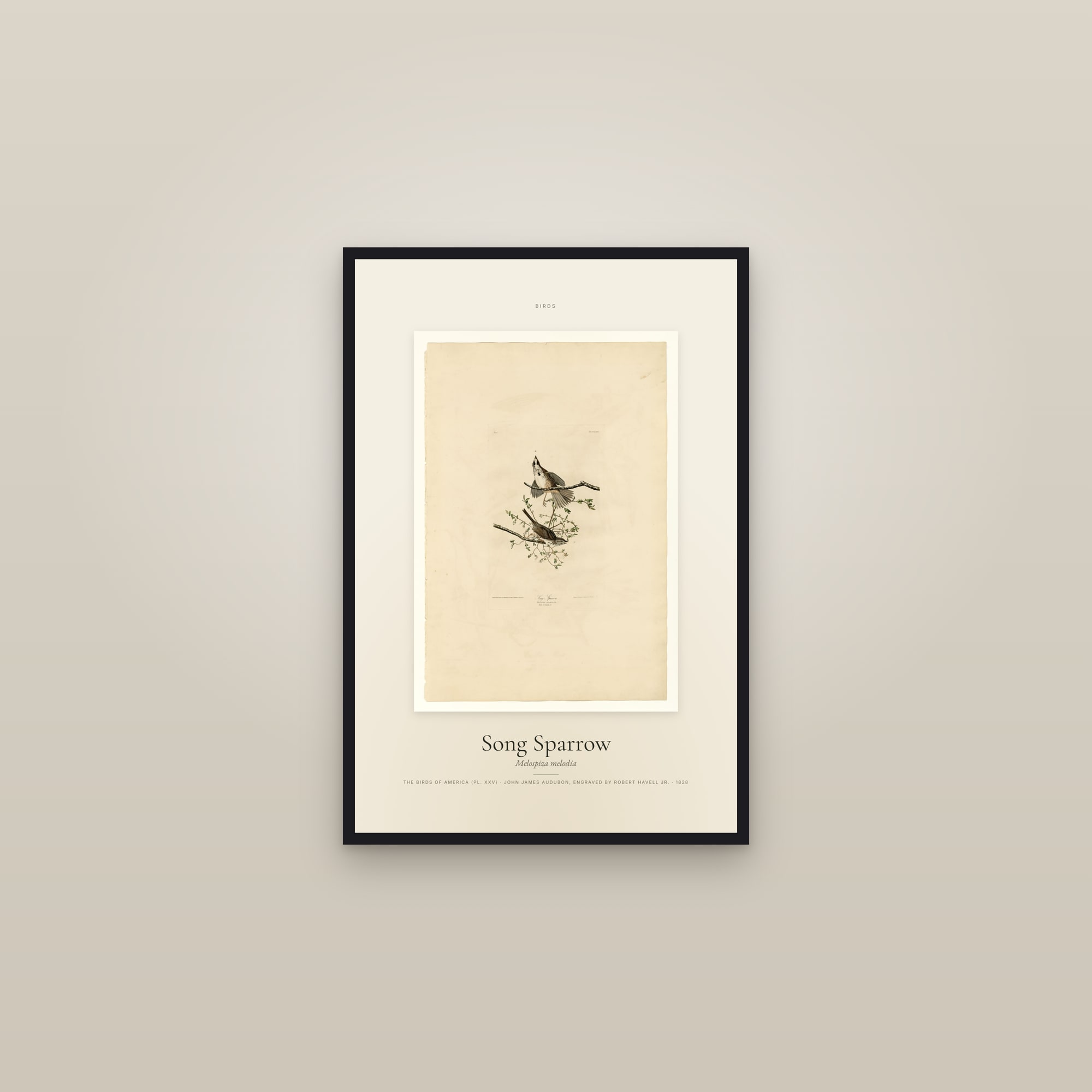 Song Sparrow — Specimen — framed in a gallery setting