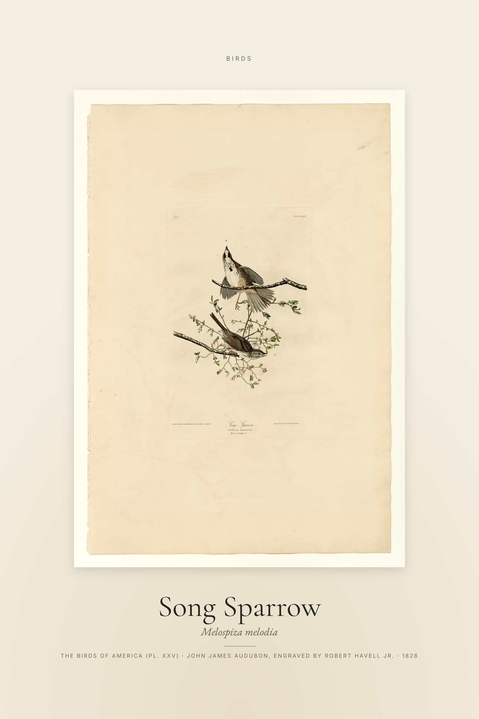 Song Sparrow — Specimen